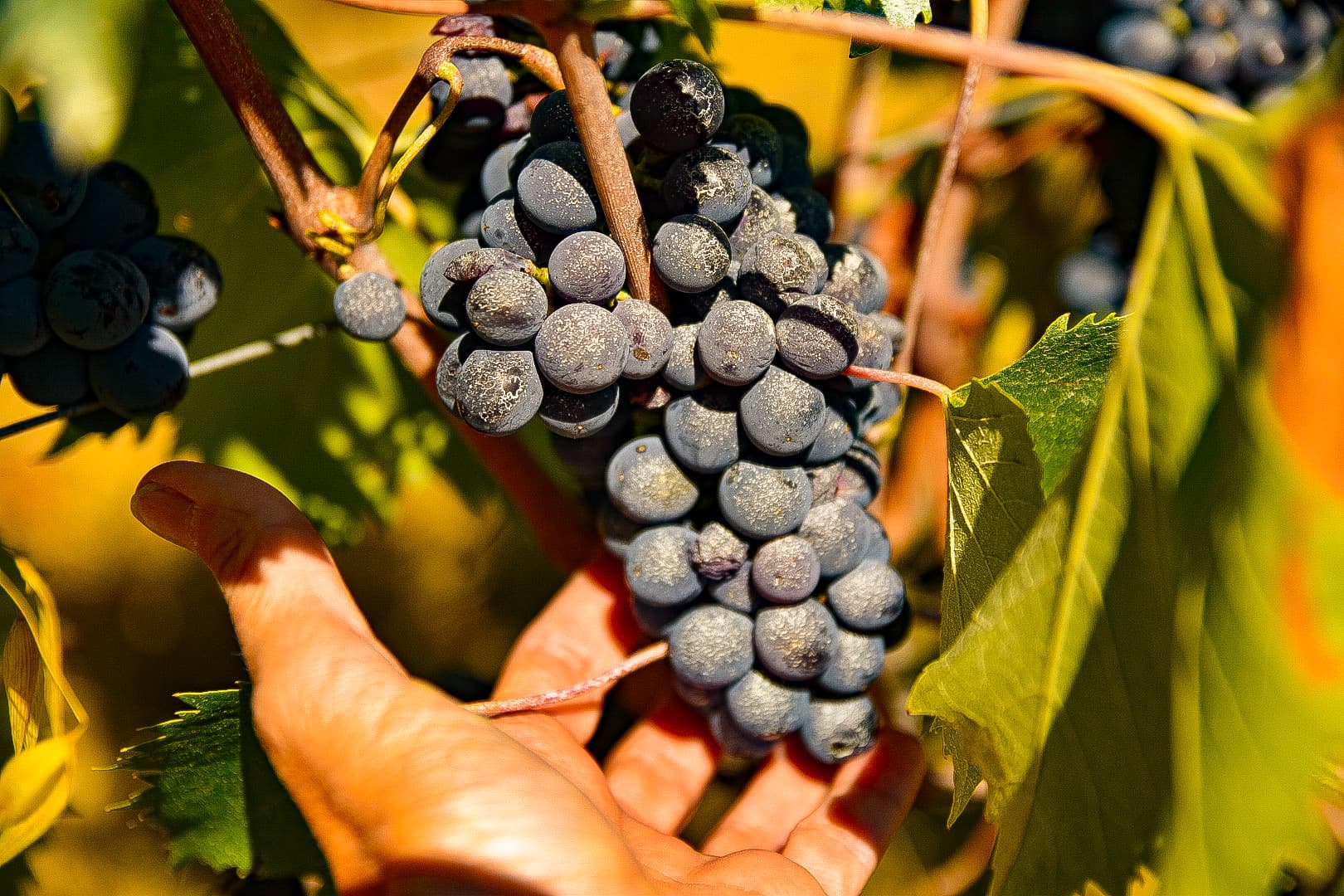 Vigne Montespertoli