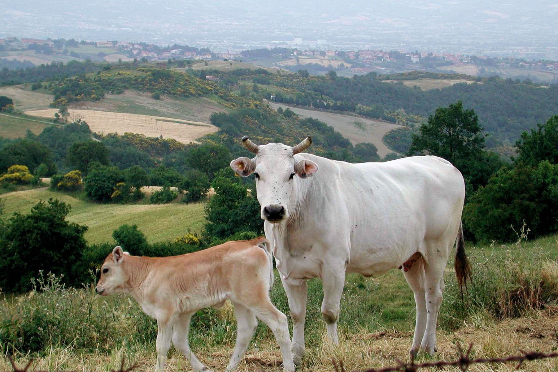 Tour della razza Chianina in Valdichiana Senese 