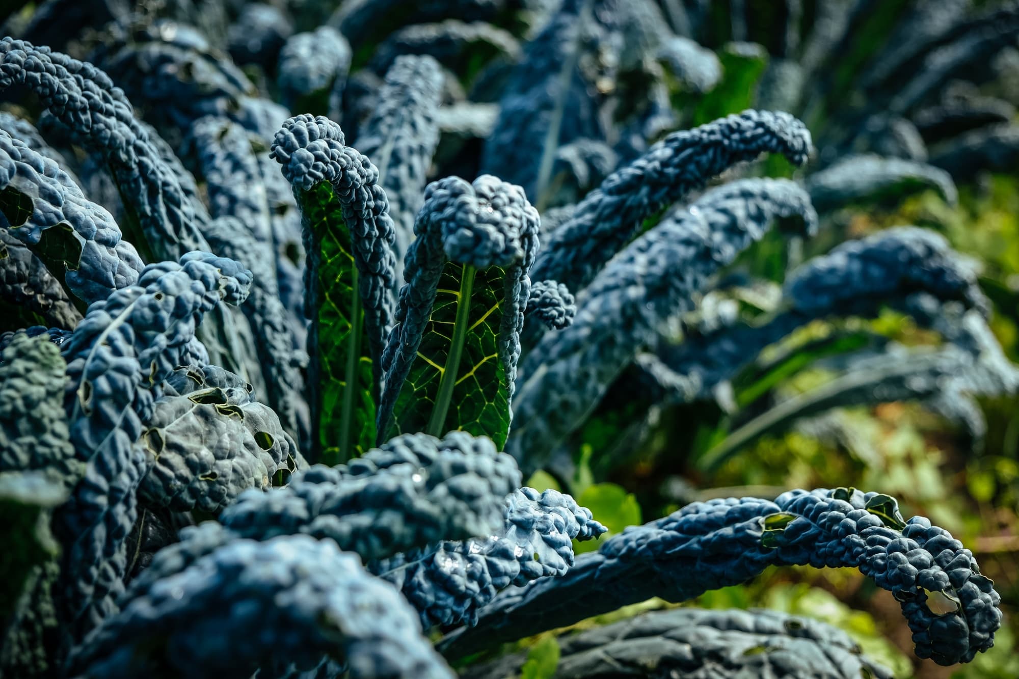 La ricetta del crostone con cavolo nero
