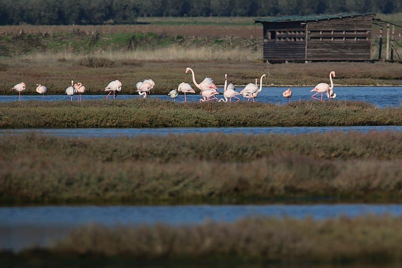Oasis WWF Padule Orti Bottagone Piombino petit groupe de flamants roses