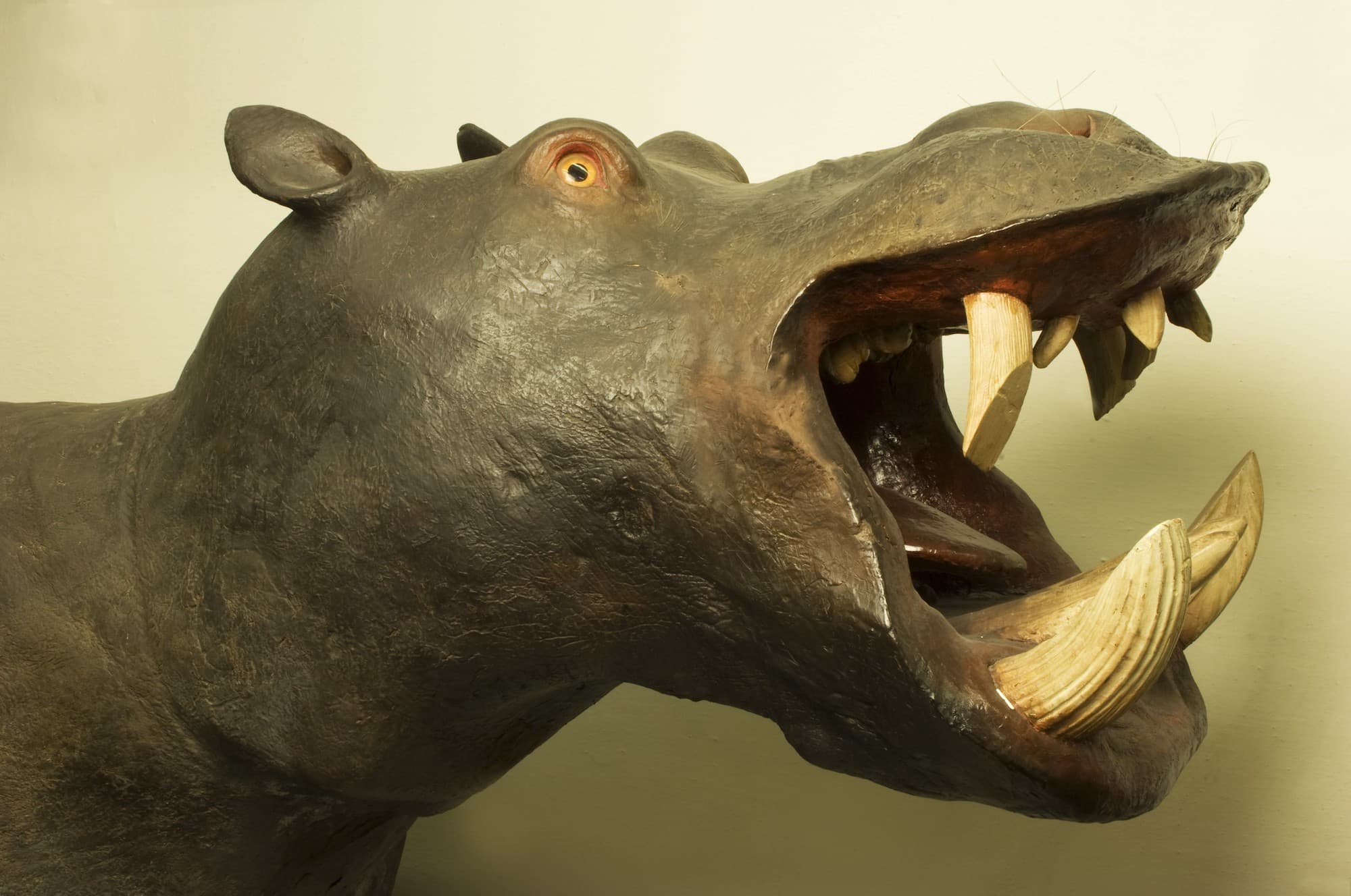 Museo della Specola - Zoologie