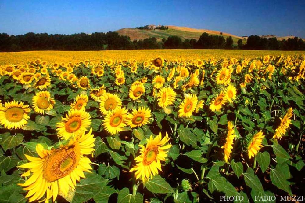 Ein Sonnenblumenfeld in der Toskana