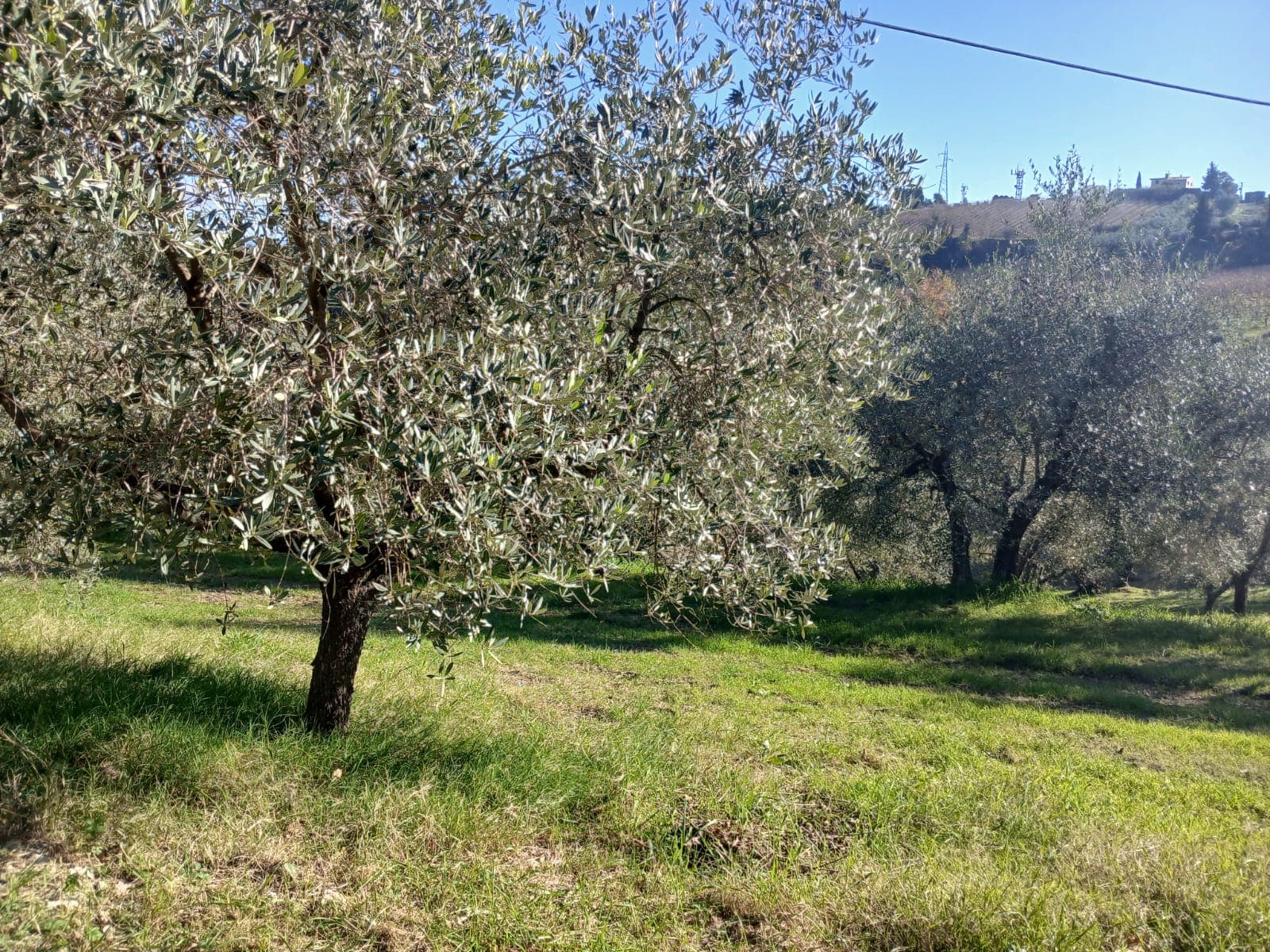 San Gimignano: visita guidata in cantina e picnic tra gli ulivi