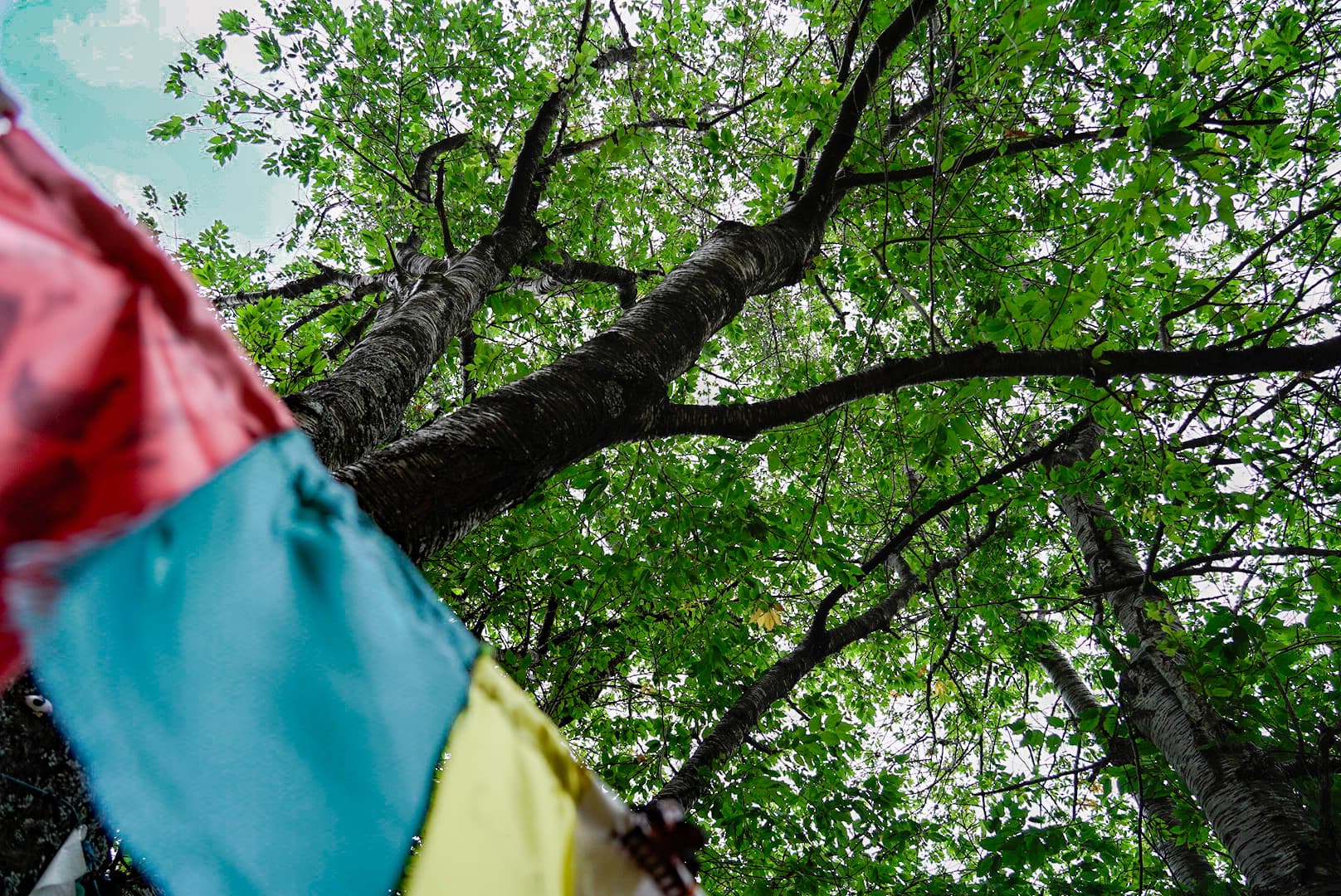 Veduta dal basso dell'albero con la chioma verde ed elementi di stoffa in primo piano 