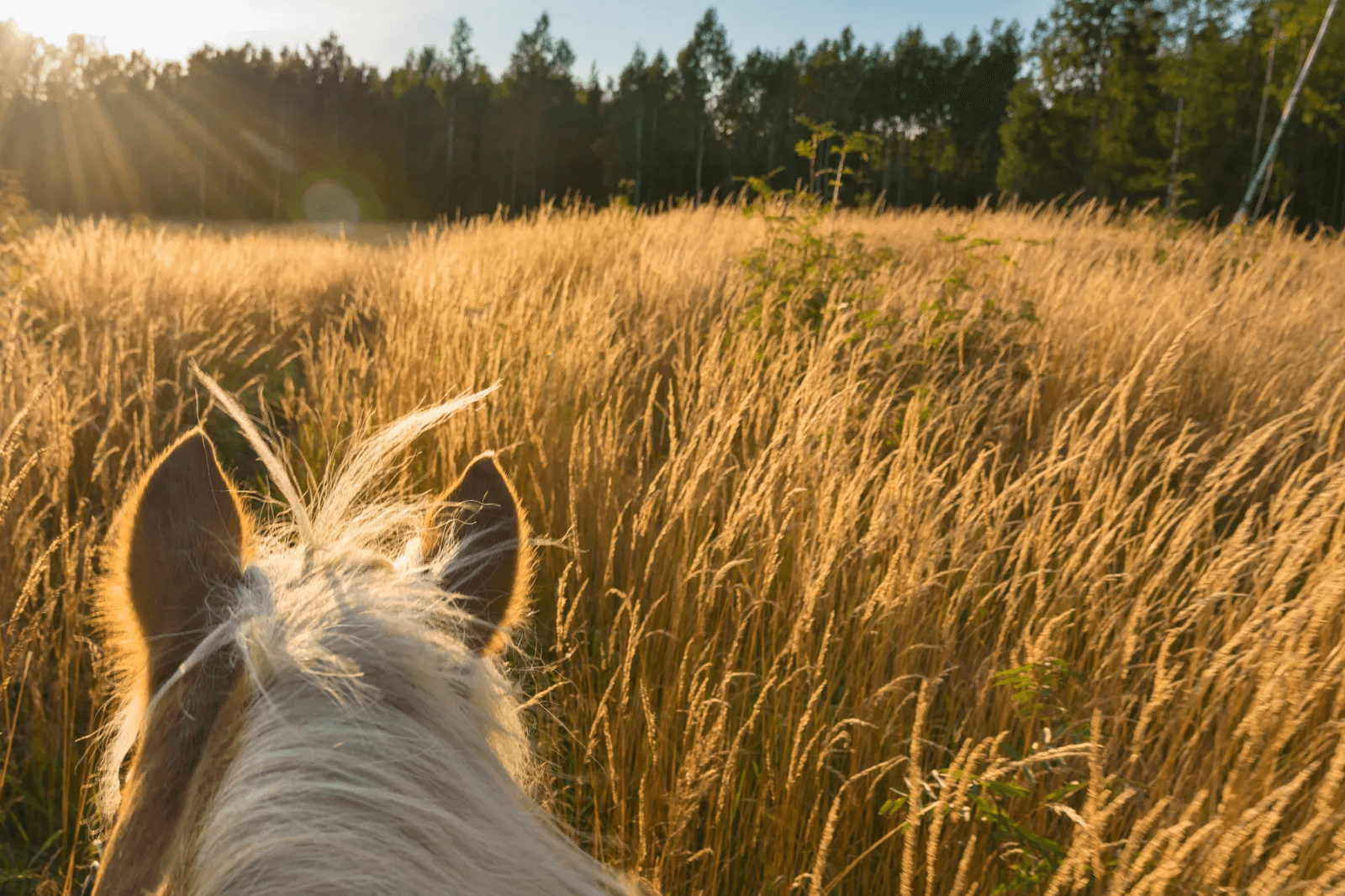 Passeggiata a cavallo nella Tenuta di Santallago