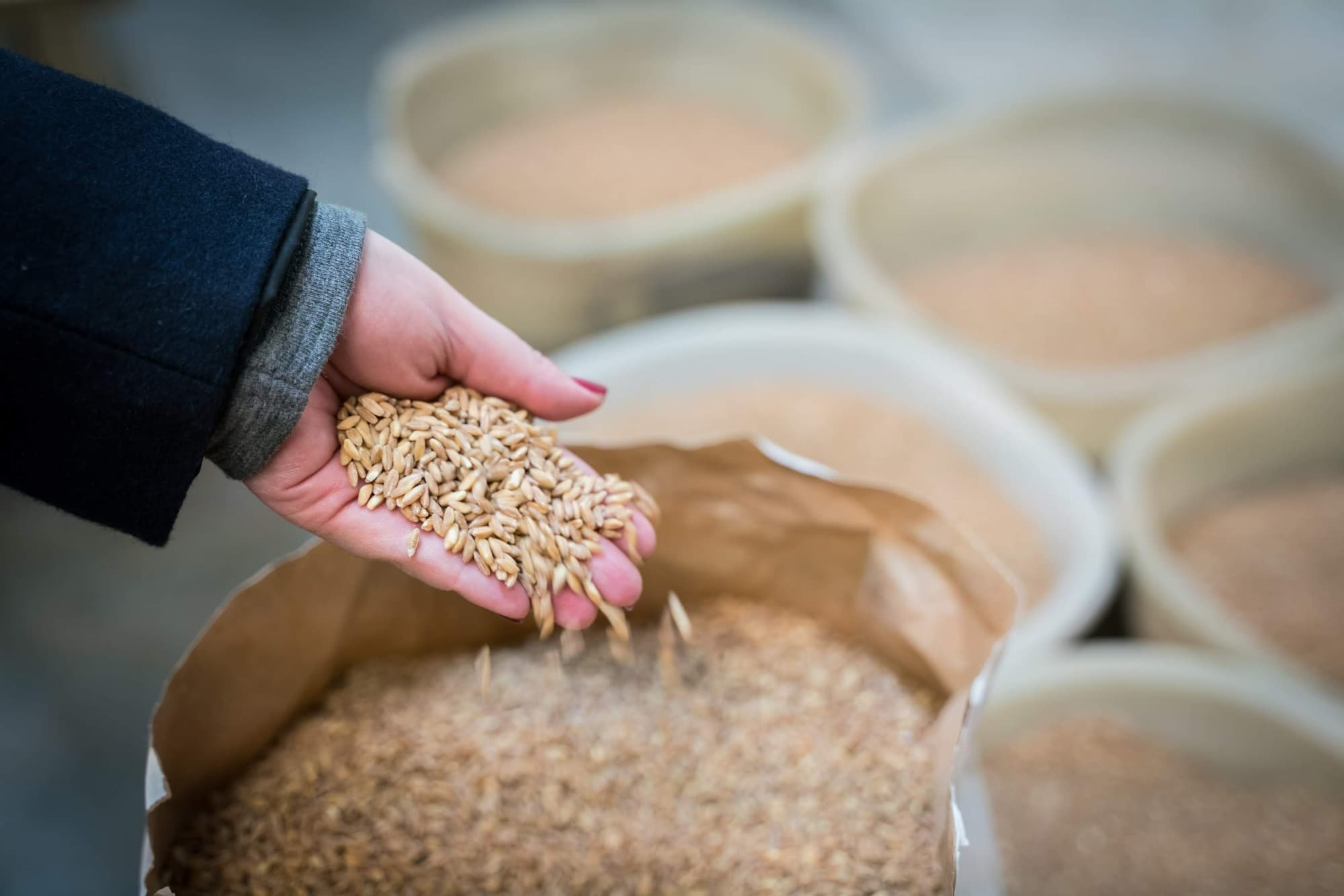 Garfagnana spelt