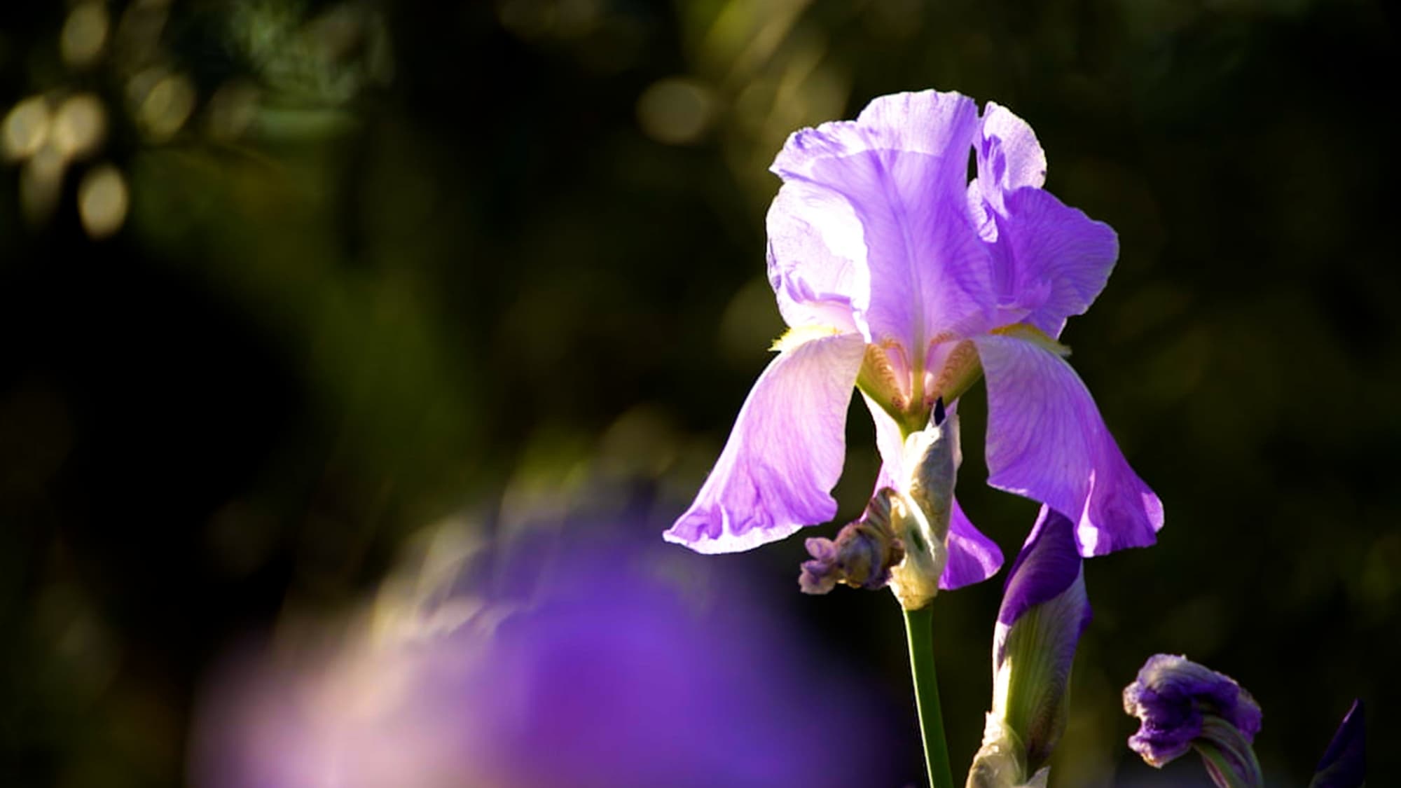 The iris flower