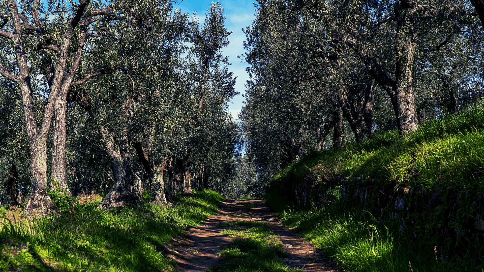 Tratto de La Strada Verde