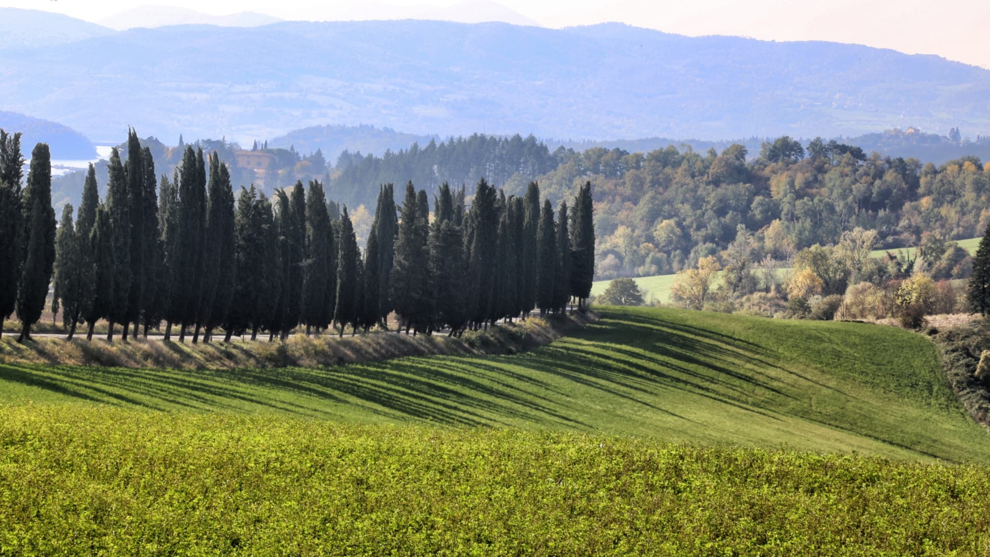 galliano-cipressi.jpg