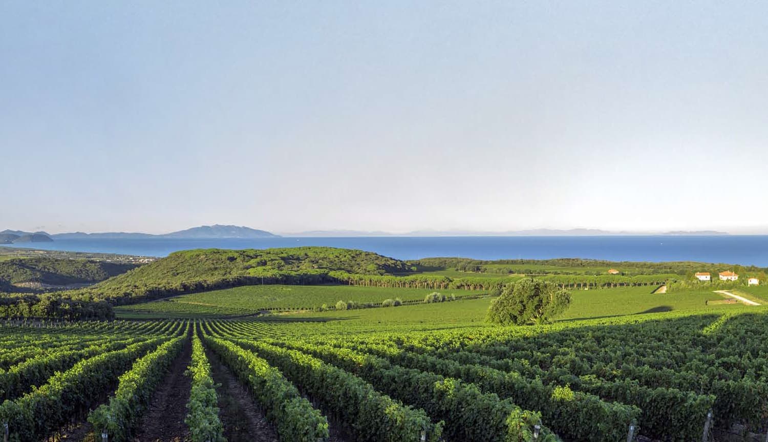 Vignobles et paysage de Bolgheri
