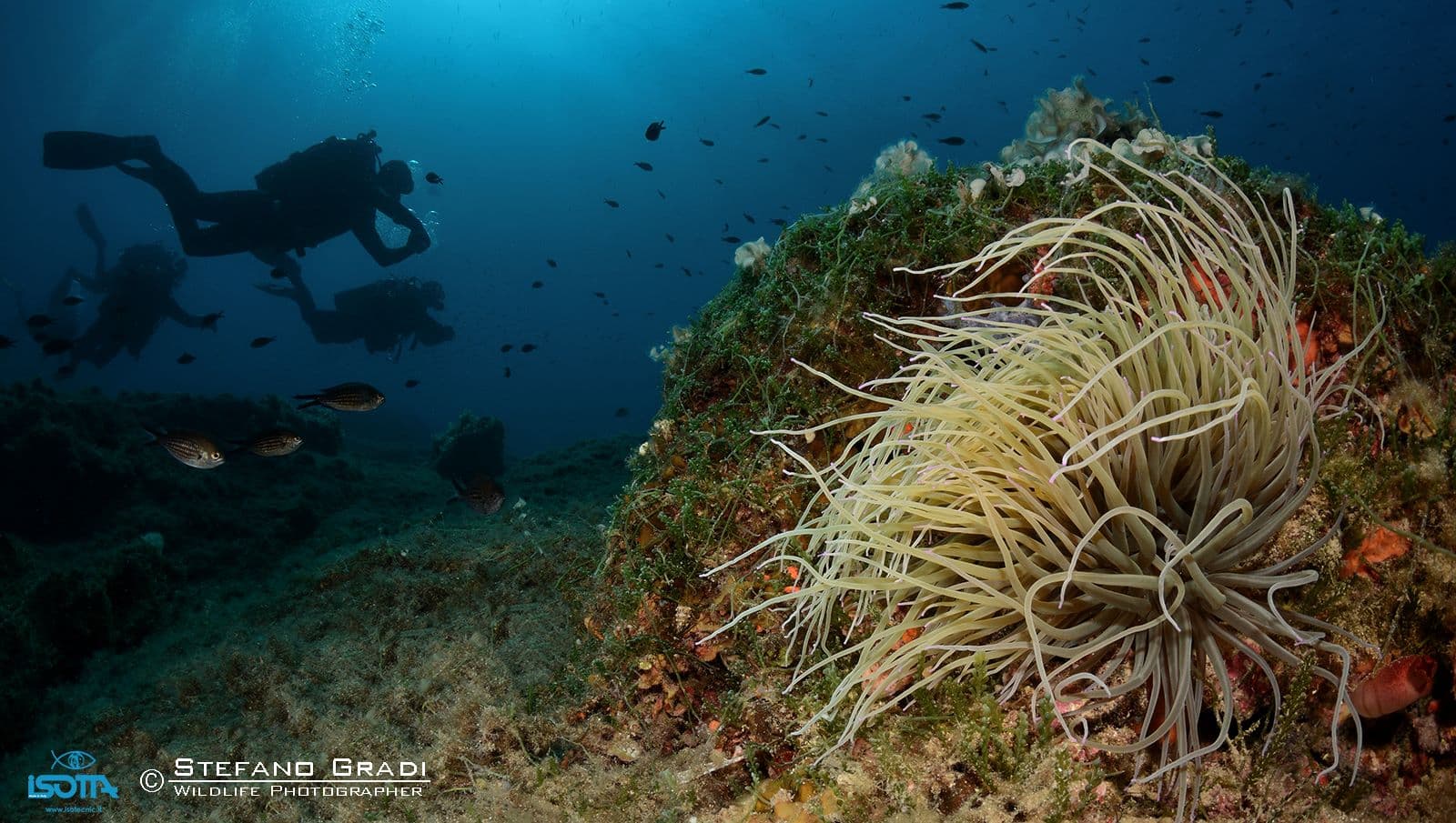 Anemone risalendo i Sassi Neri - Isola d'Elba