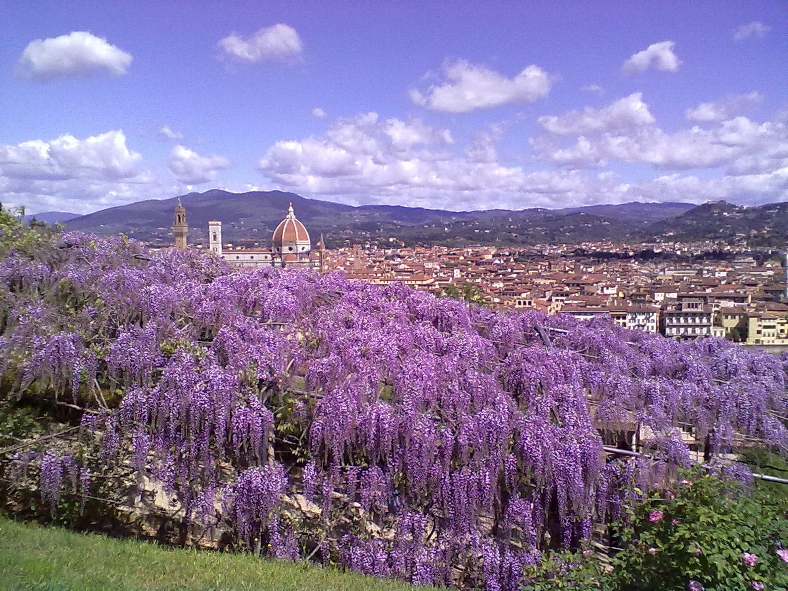 A view of Florence from the Bardini Gardens, with the wisteria in bloom