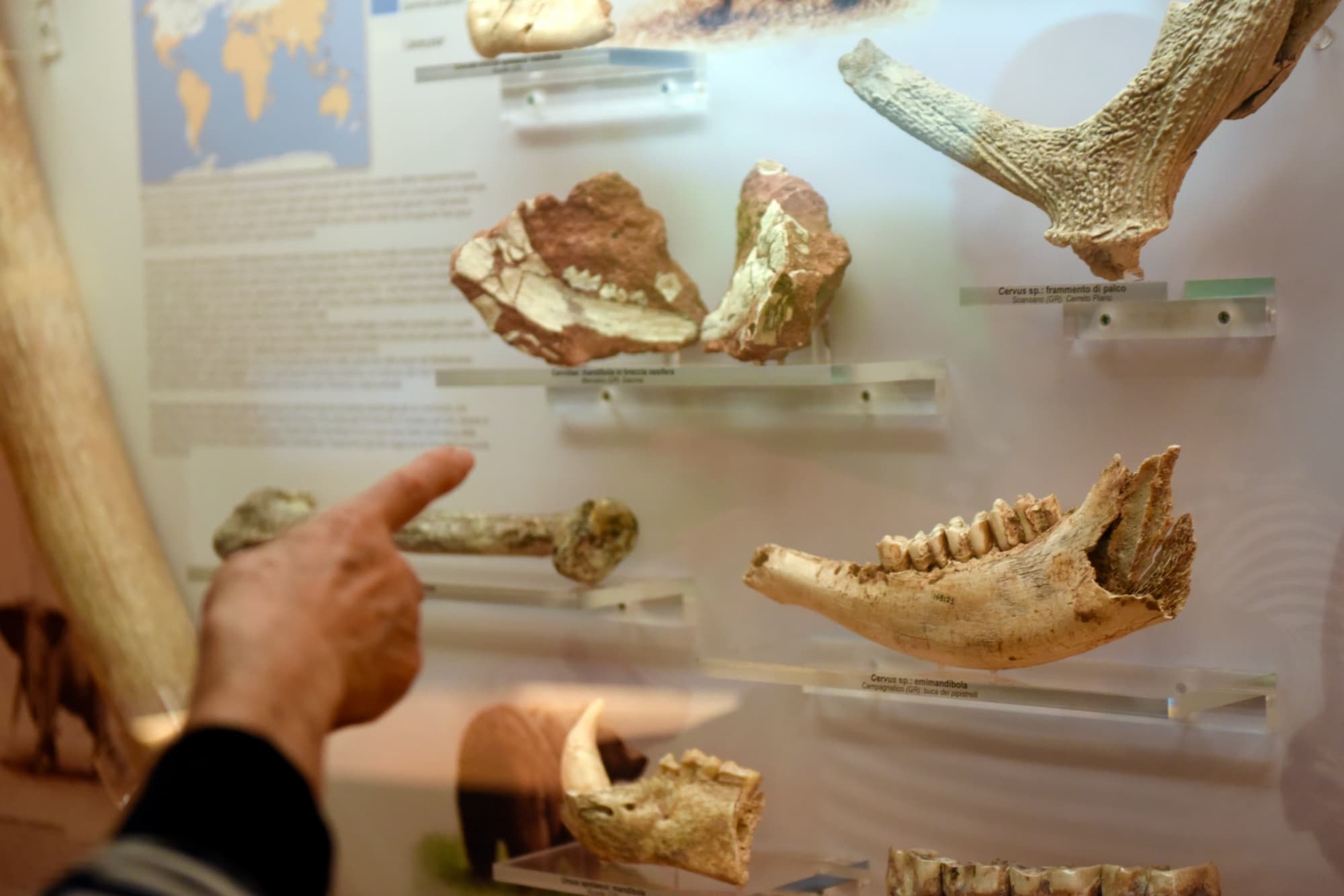 Museo di storia naturale della Maremma