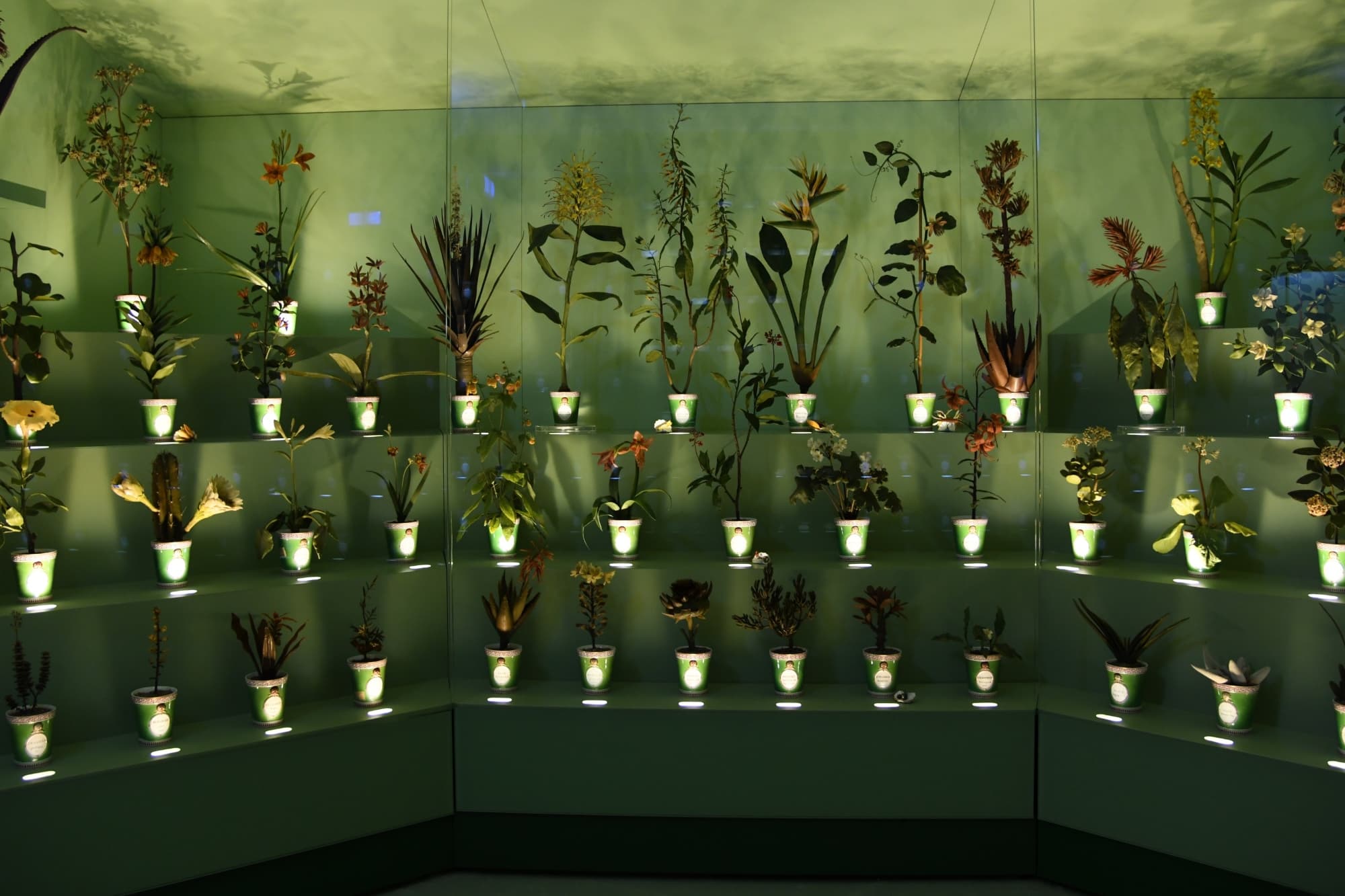 Museo della Specola, Kunst und Wissenschaft, botanische Wachsmodelle