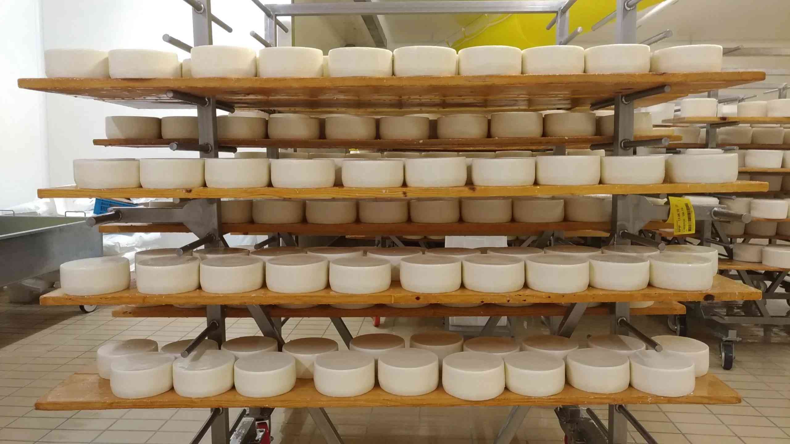 Guided cheese factory & winery tour near Pisa