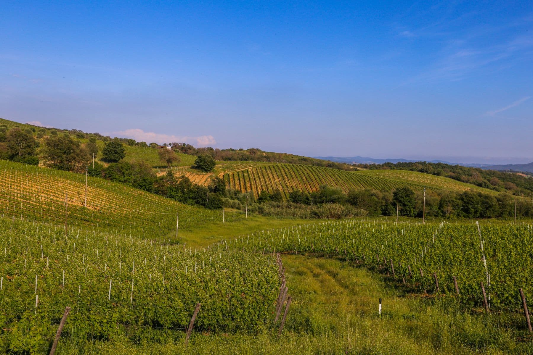 Vigneti nei dintorni di Scansano