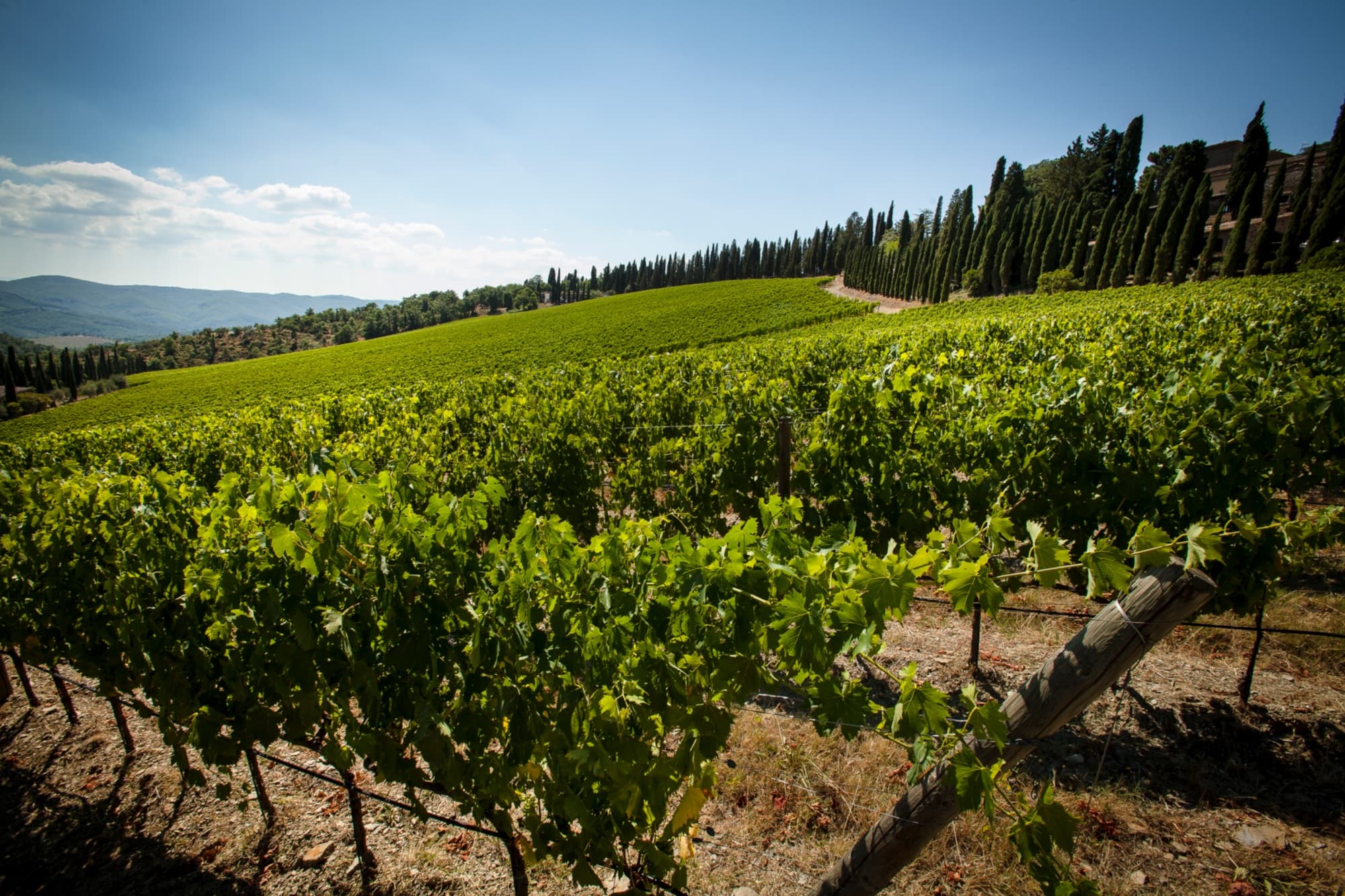 Vineyards around Radda in Chianti