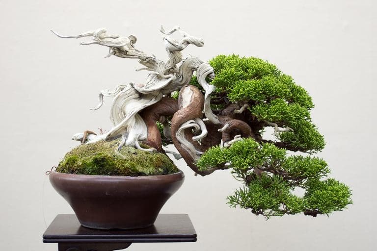 Shohin Bonsai