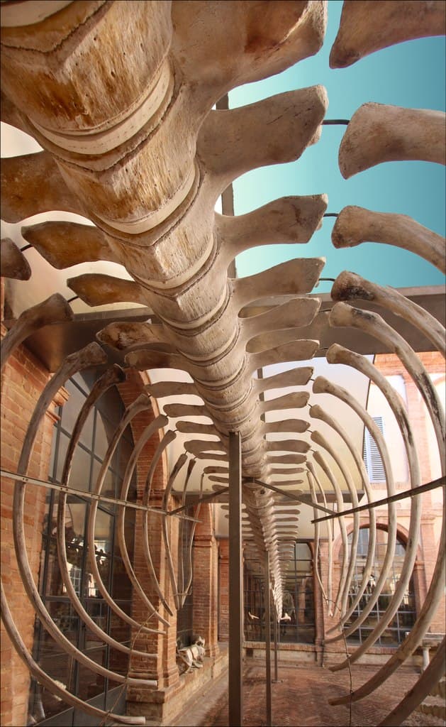 Fin whale skeleton