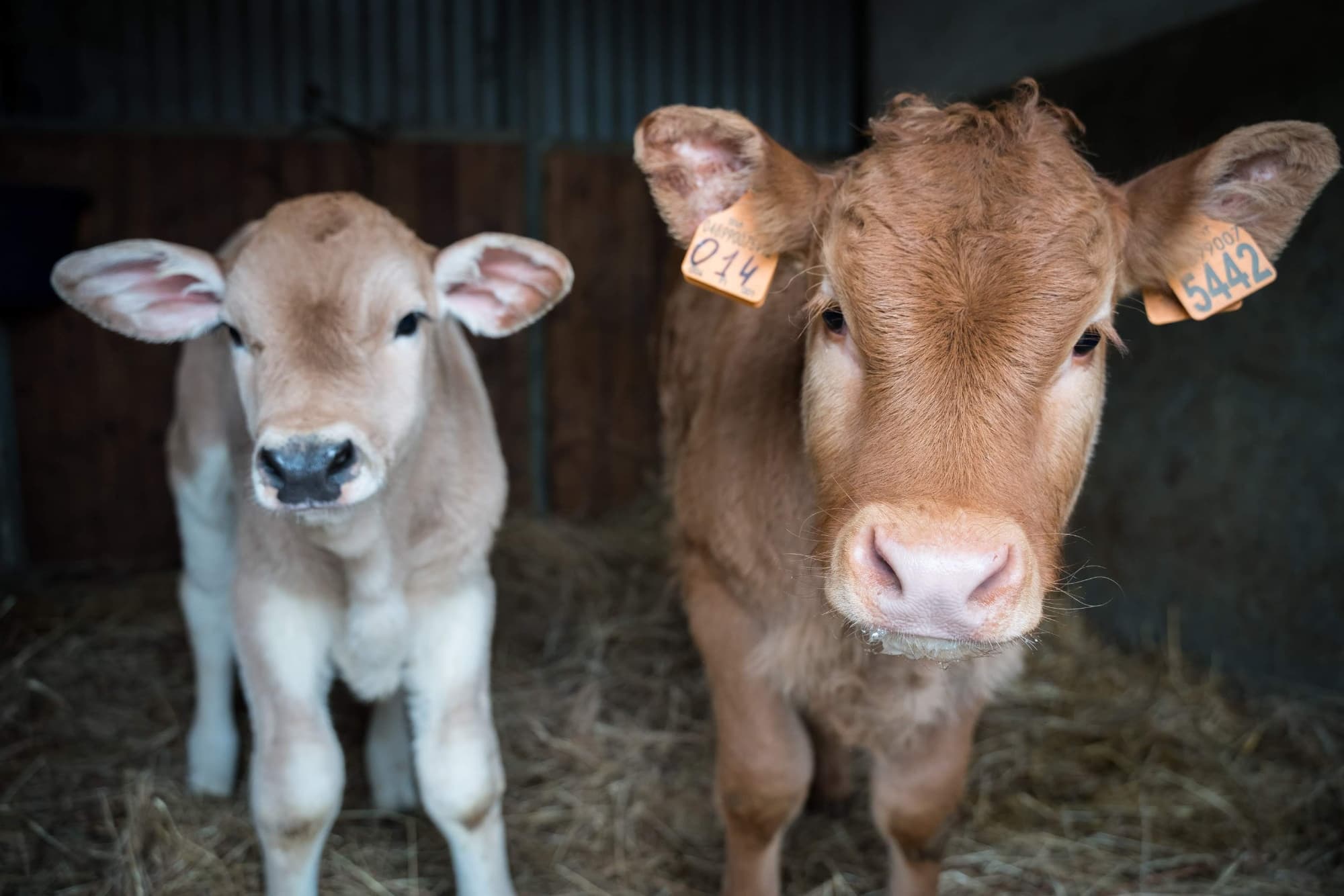 Allevamento di Chianina e di Limousine nel Mugello
