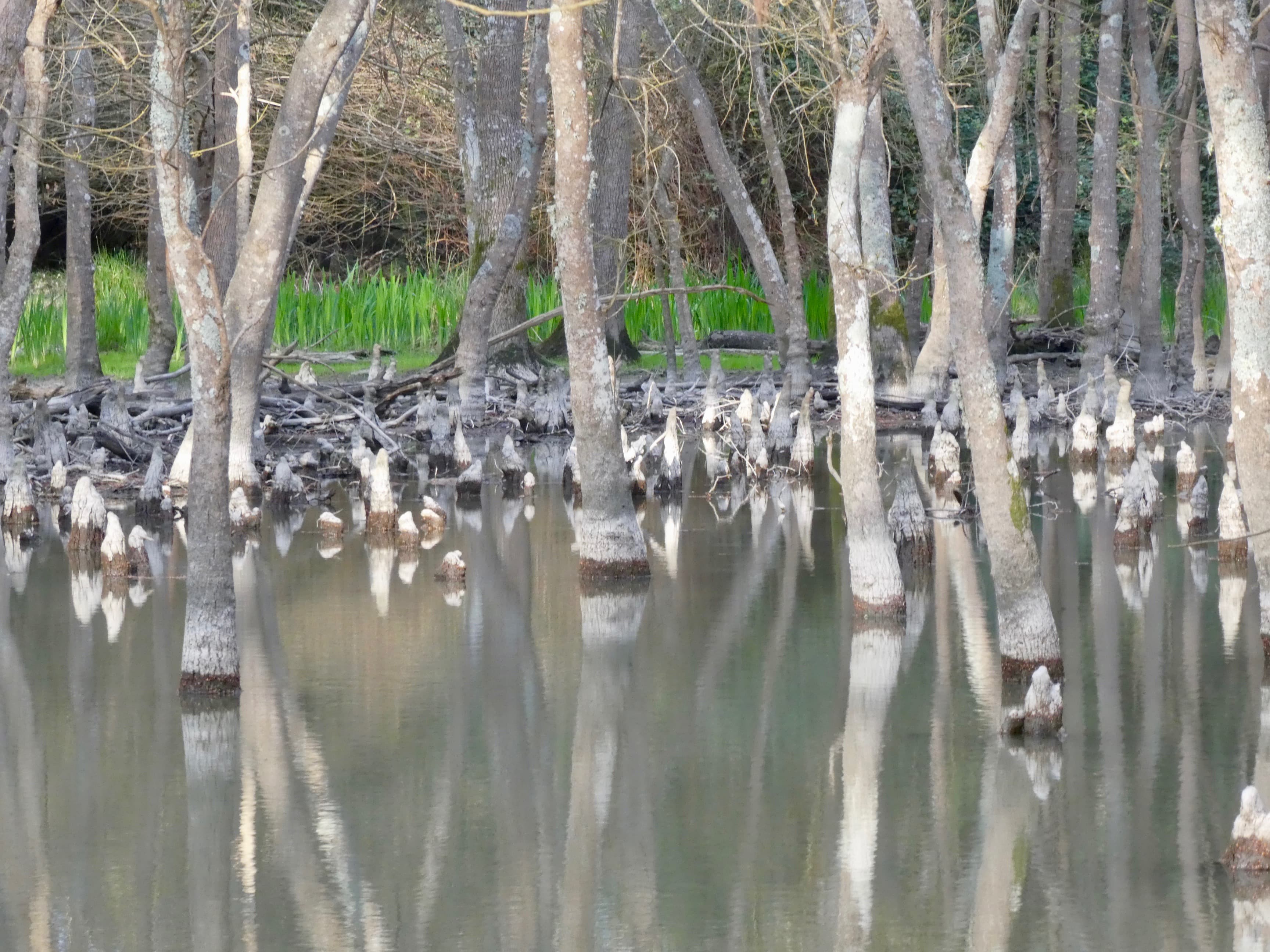 Un primo piano dettagliato delle radici aeree (pneumatofori) del cipresso calvo che spuntano verticalmente dallo specchio d'acqua immobile.