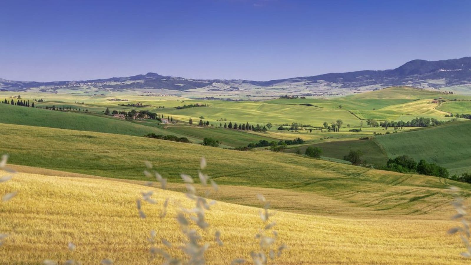 Weizenfeld im Gebiet Siena