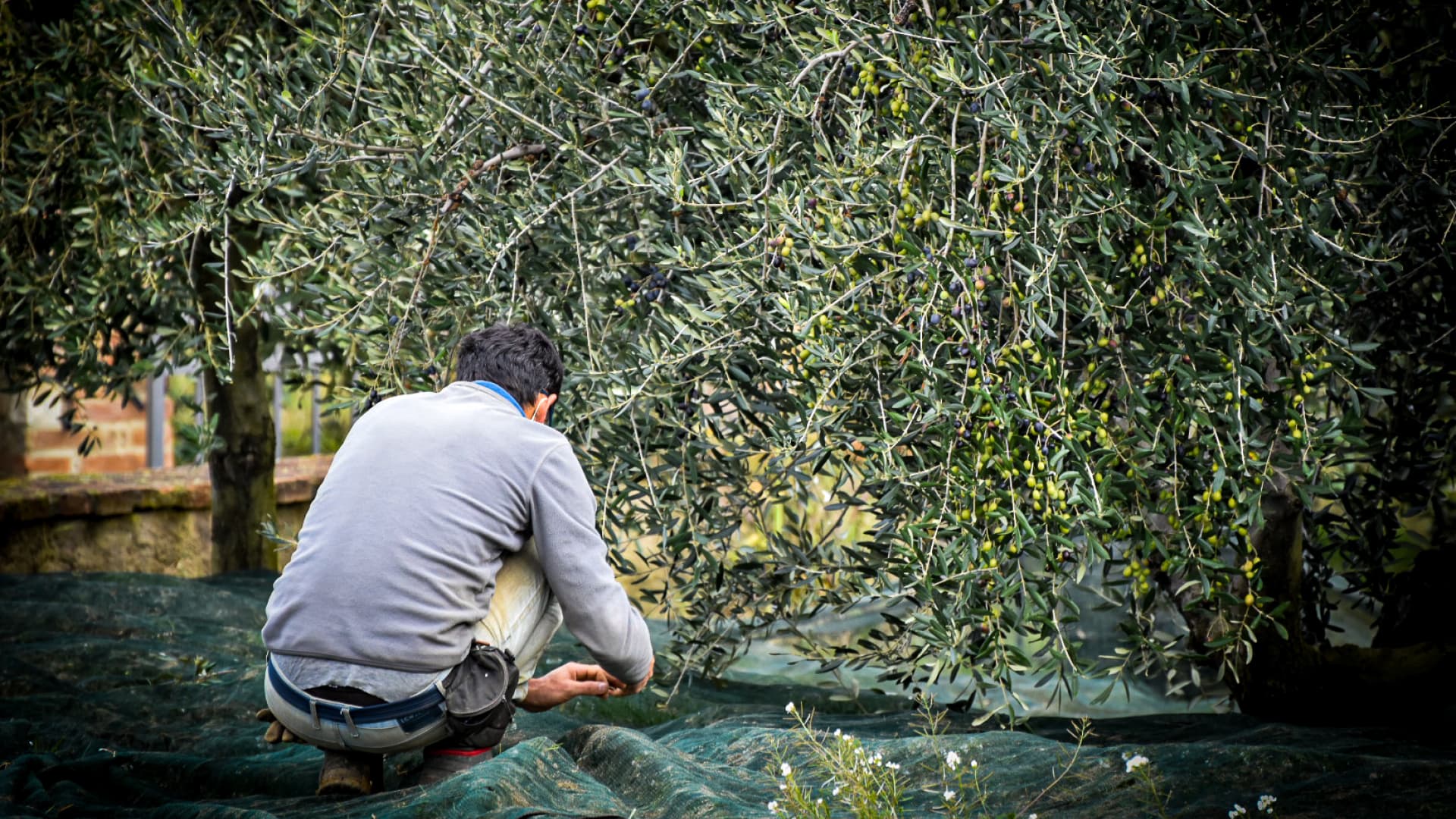 Cosecha de las aceitunas en Montalbano