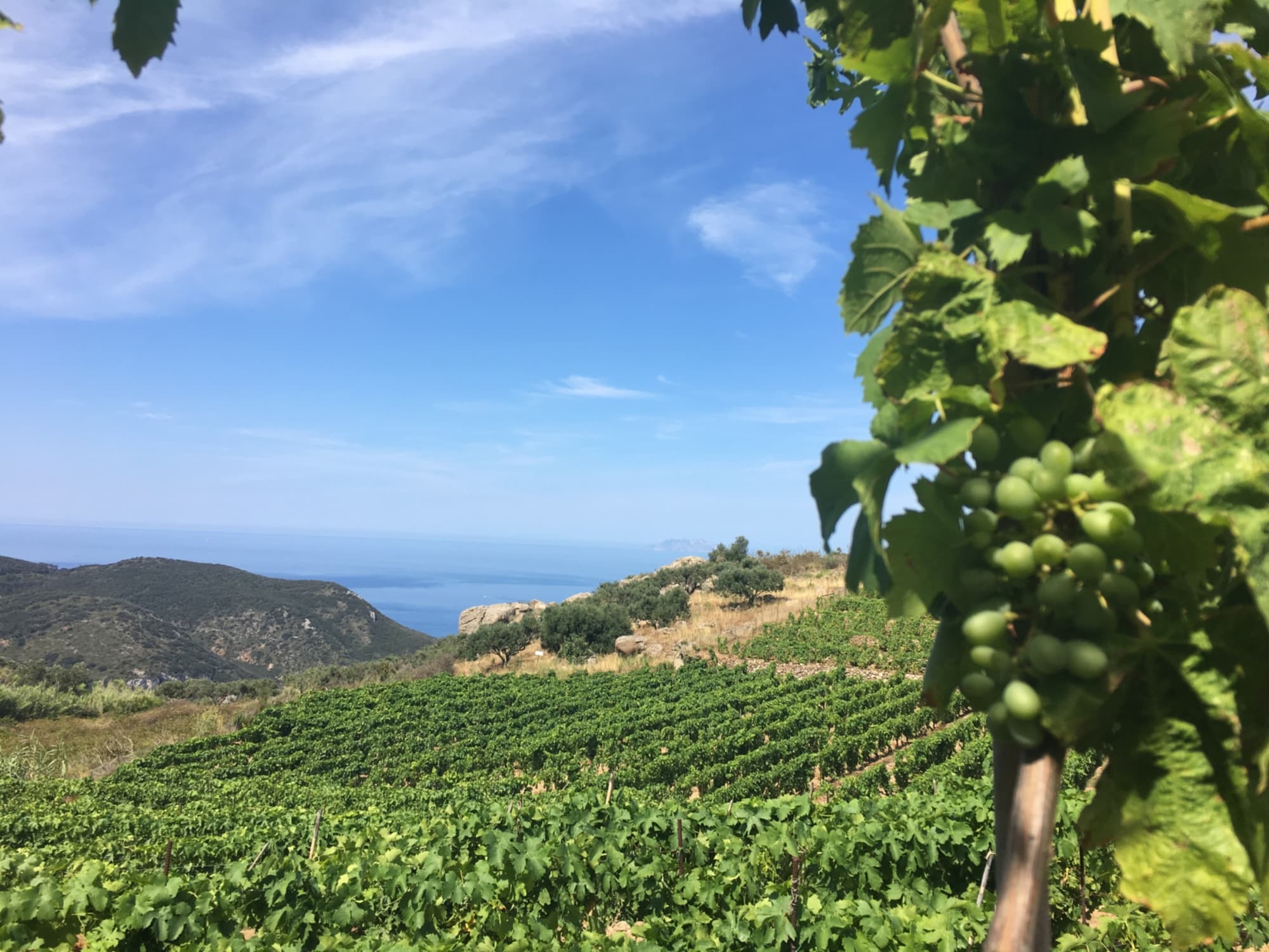 Photo des vignobles Ansonaco sur l’île de Giglio