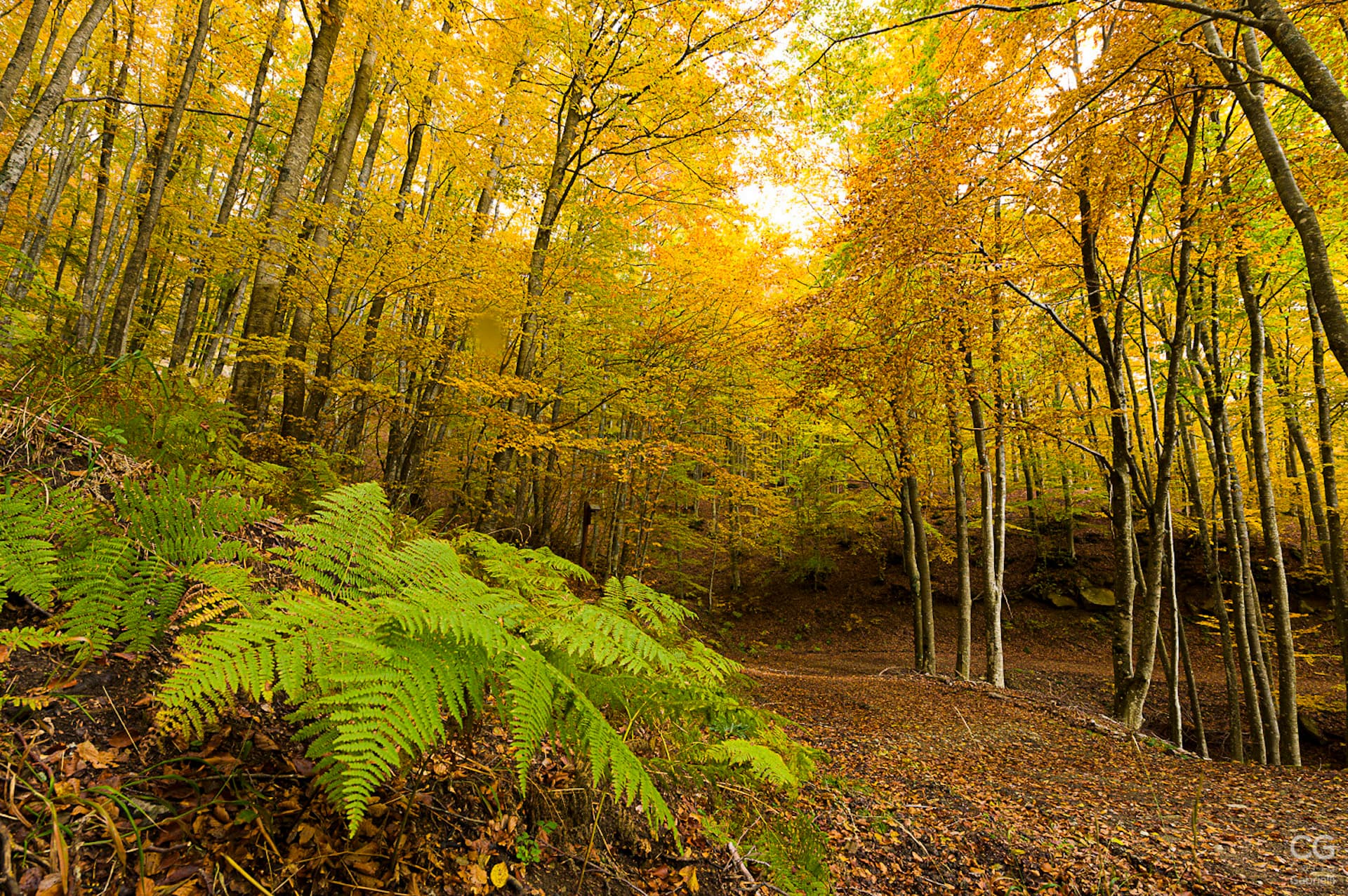 Bosco in autunno