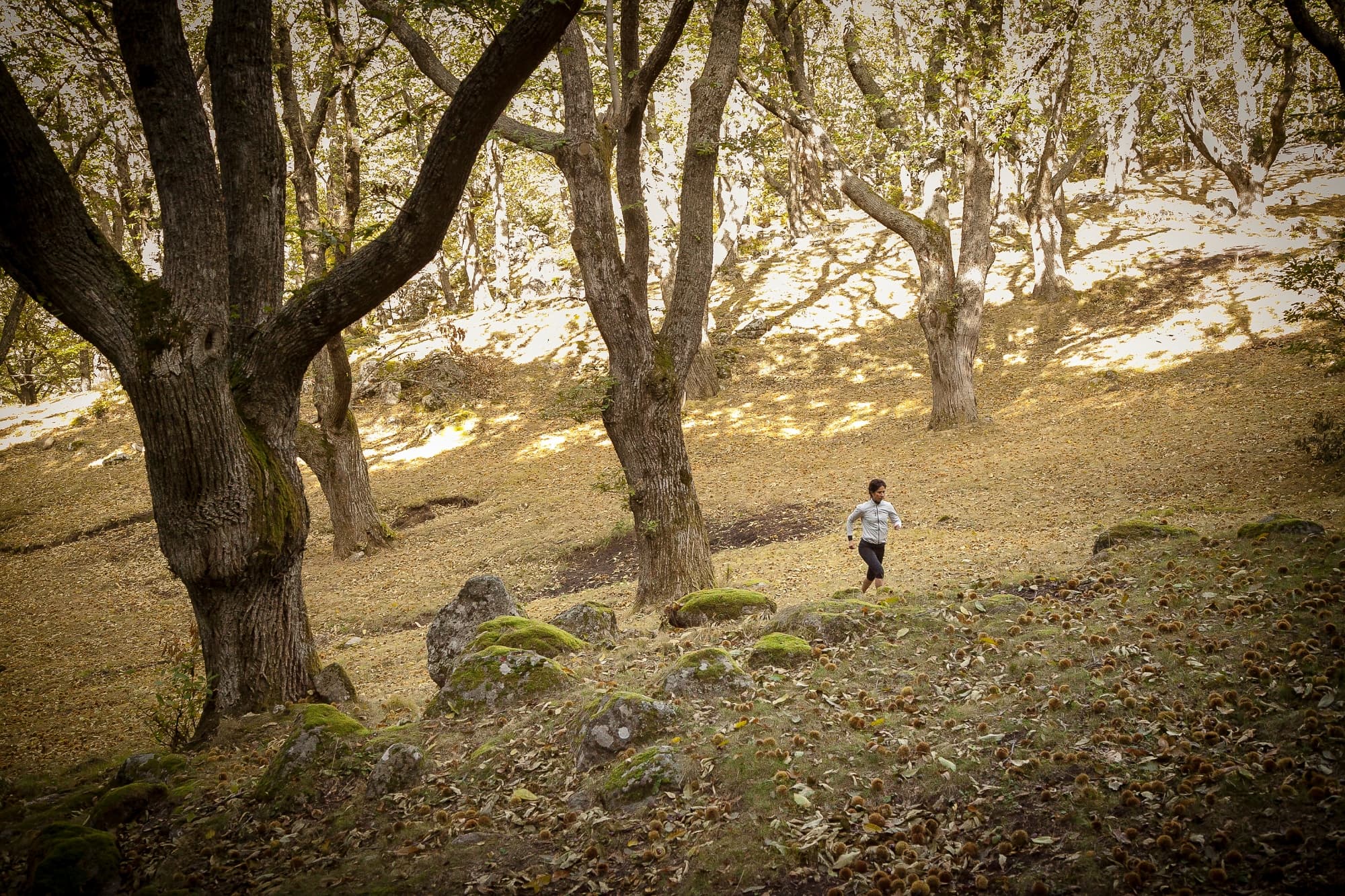 Running nella faggeta del Monte Amiata
