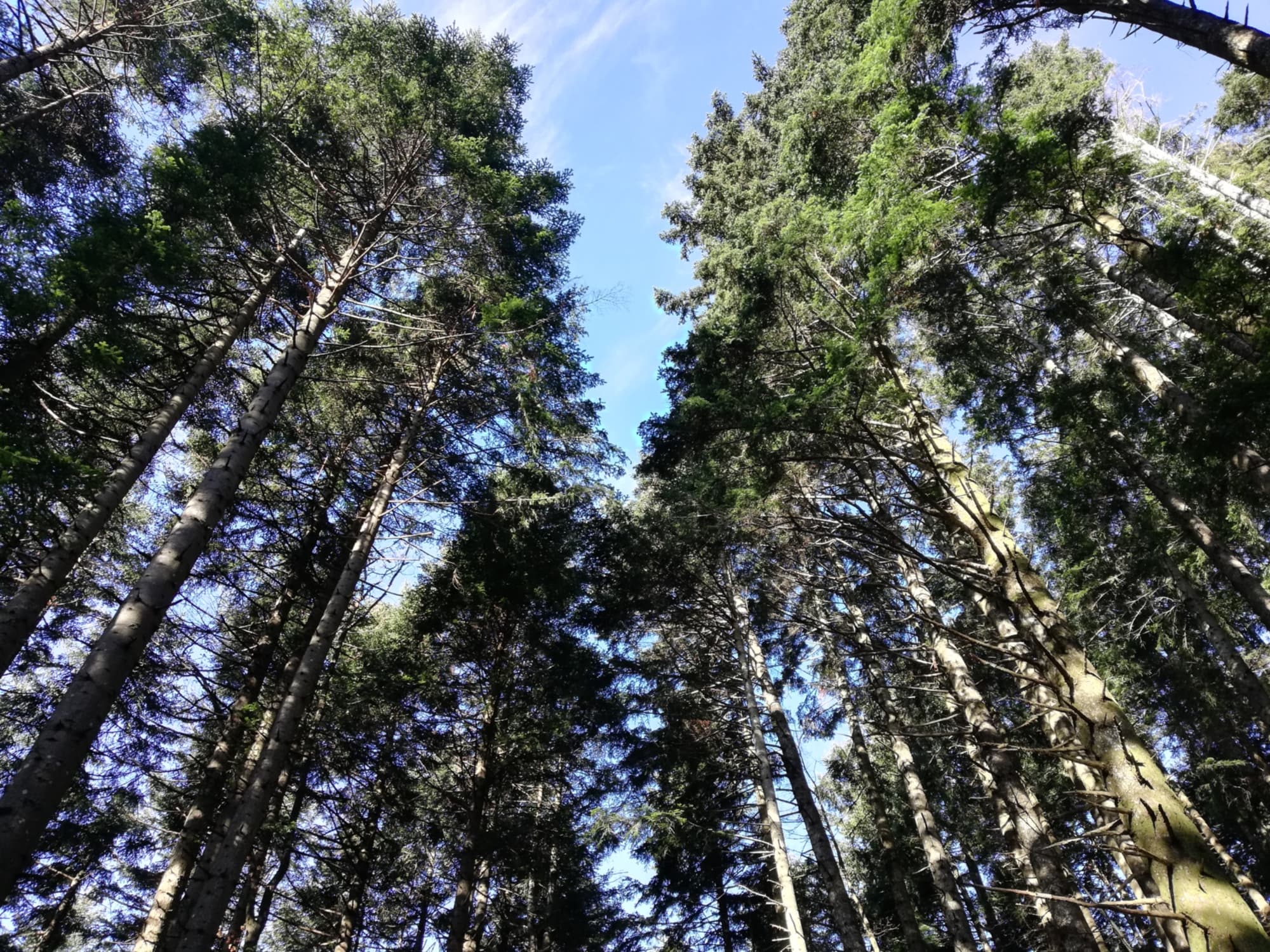 Camaldoli