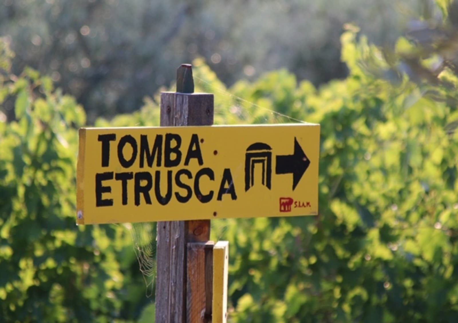 Visita guidata alla tomba Etrusca di Montefiridolfi nel Chianti e merenda in fattoria con vista su vigne