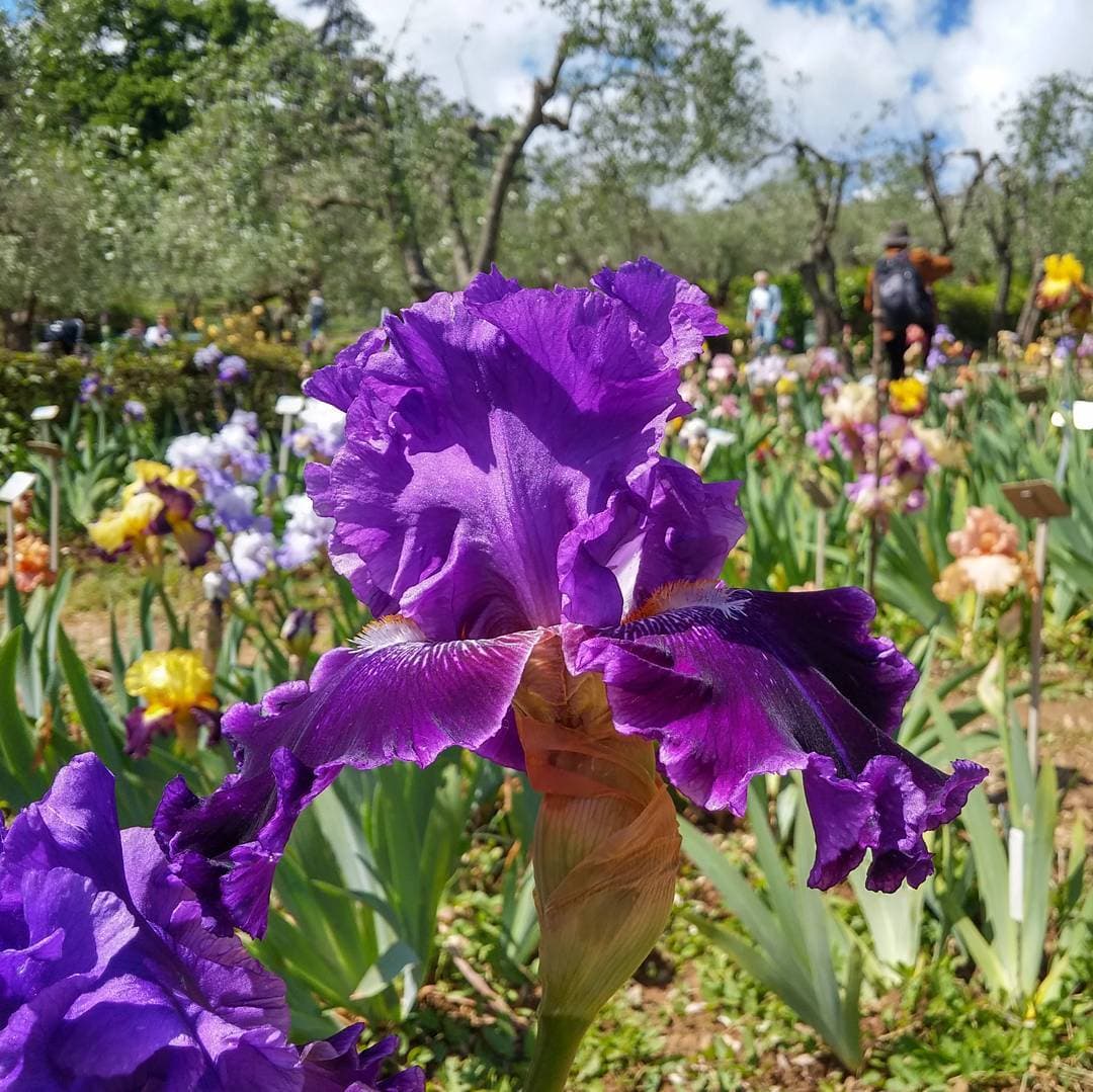 Imagen de los iris en el Jardín de Lirios de Florencia
