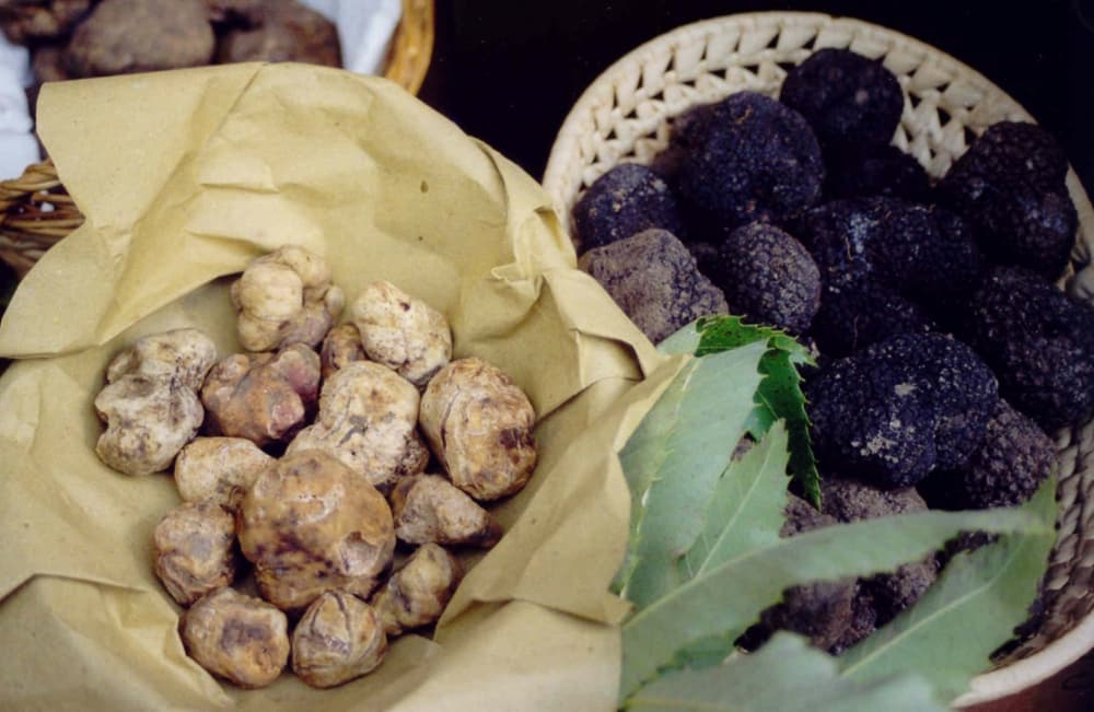 La cultura del tartufo