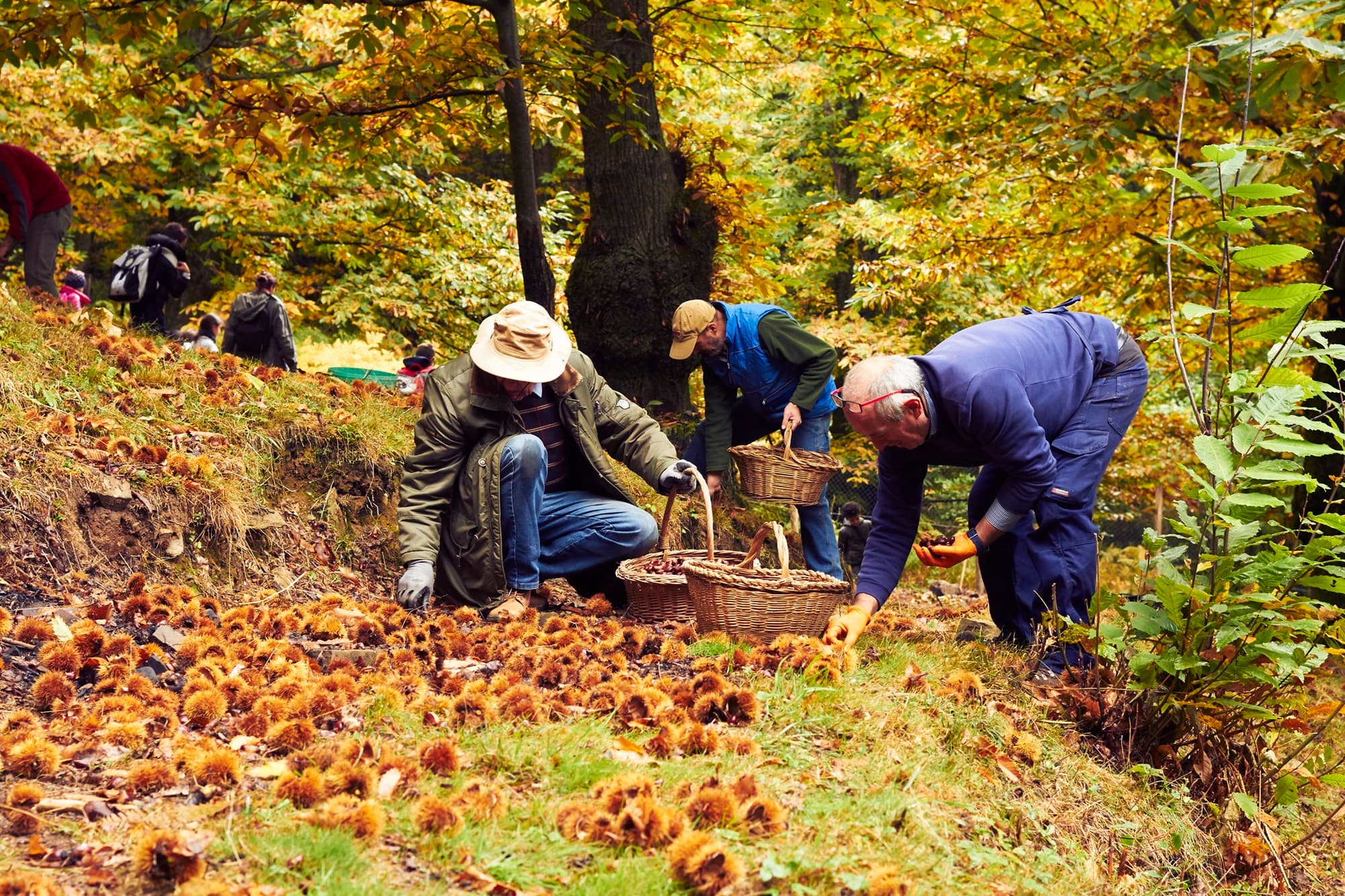 Un gruppo di persone raccoglie le castagne nel bosco di Orsigna