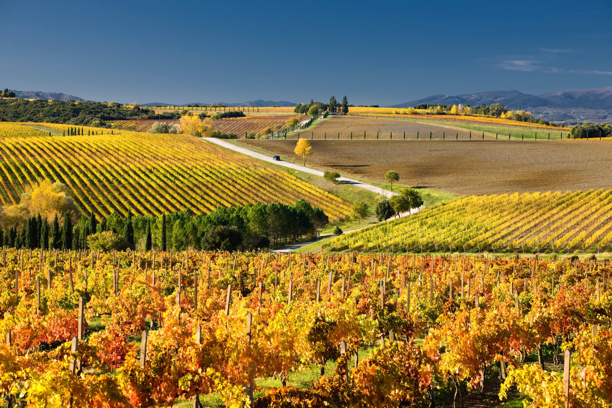 Vista panorámica de una de las rutas del vino
