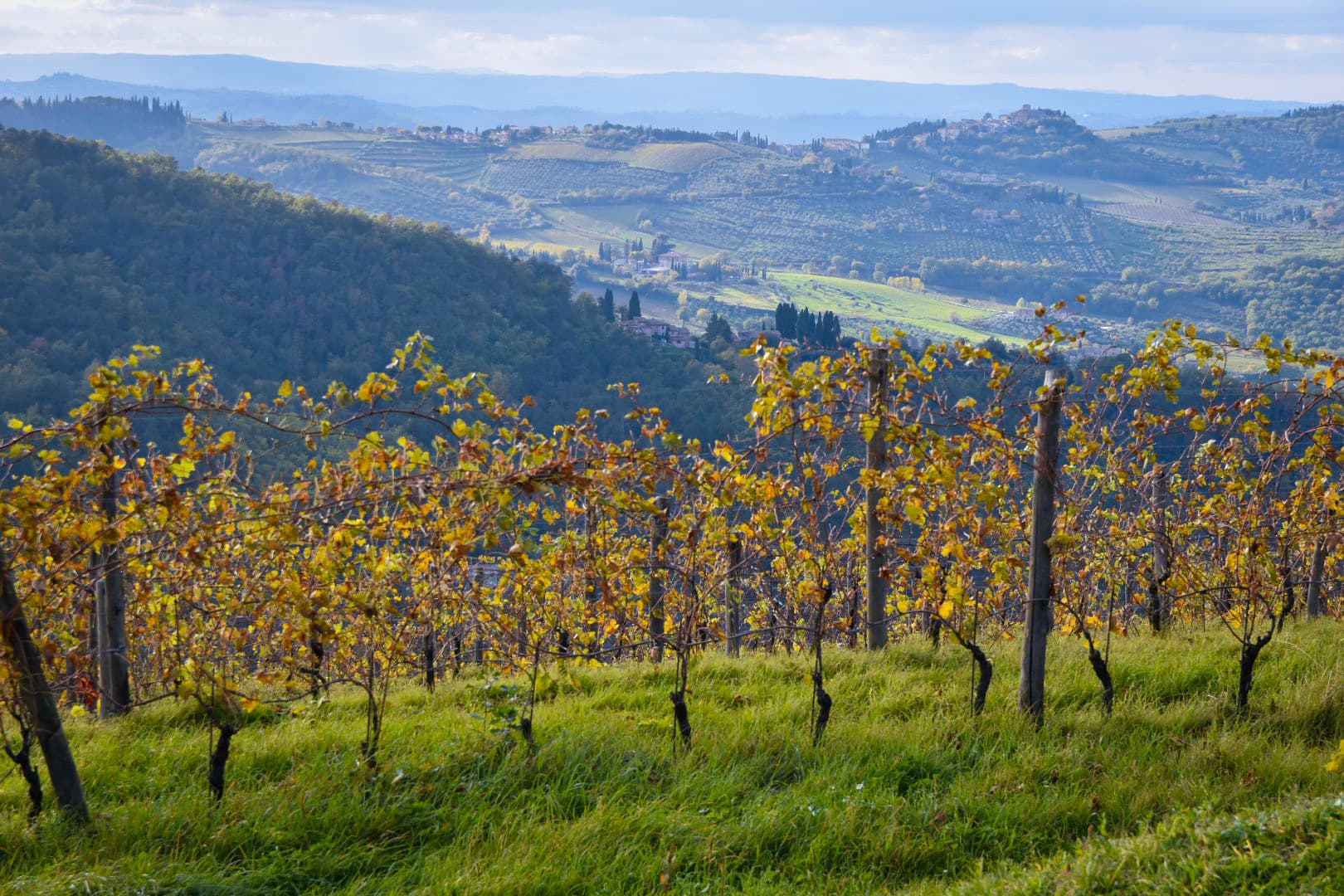 Views of Chianti vineyards
