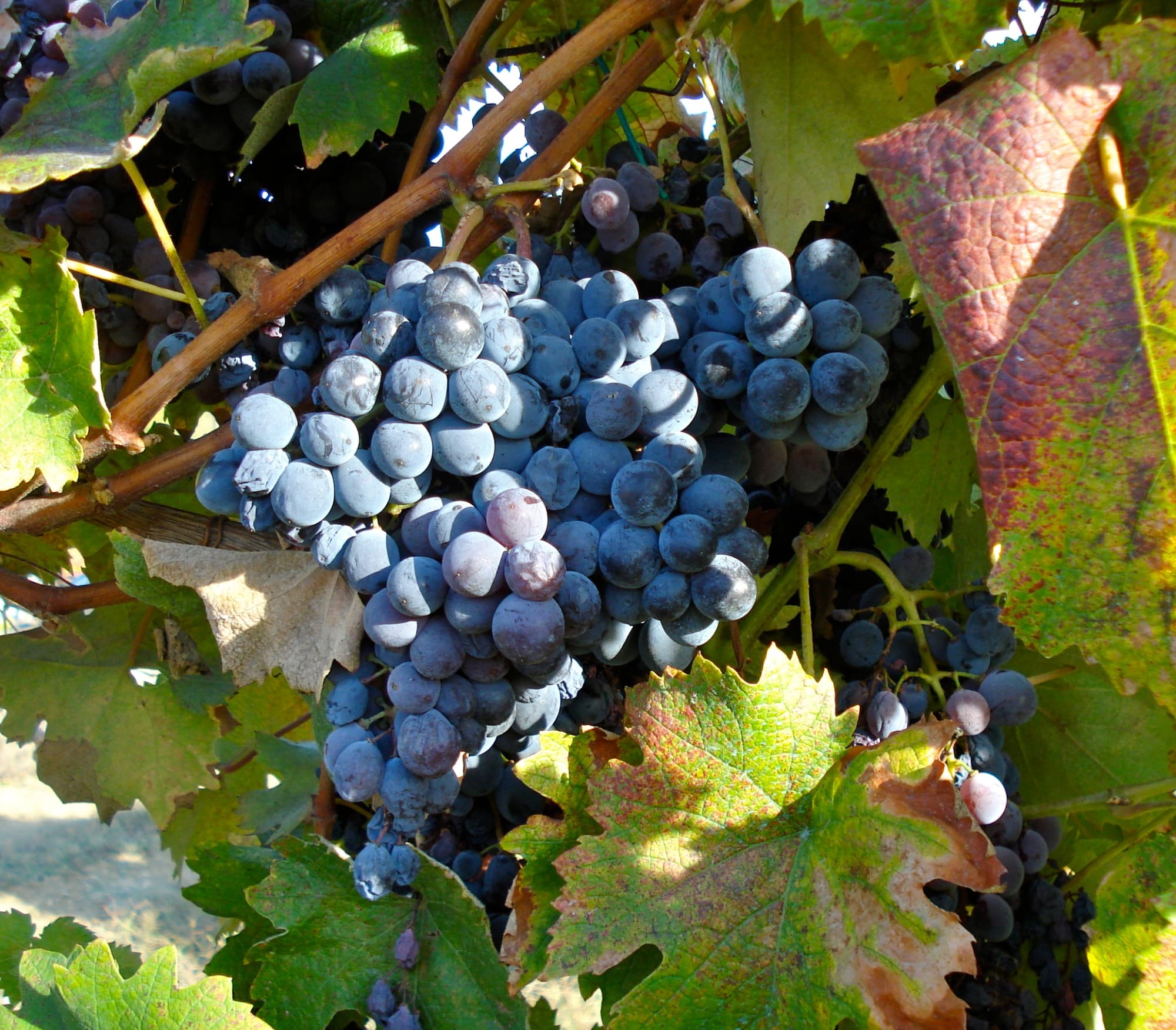 FATTORIA LA TANCIA