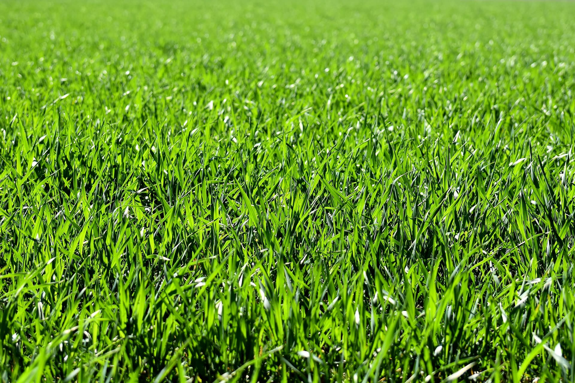 Prato verde