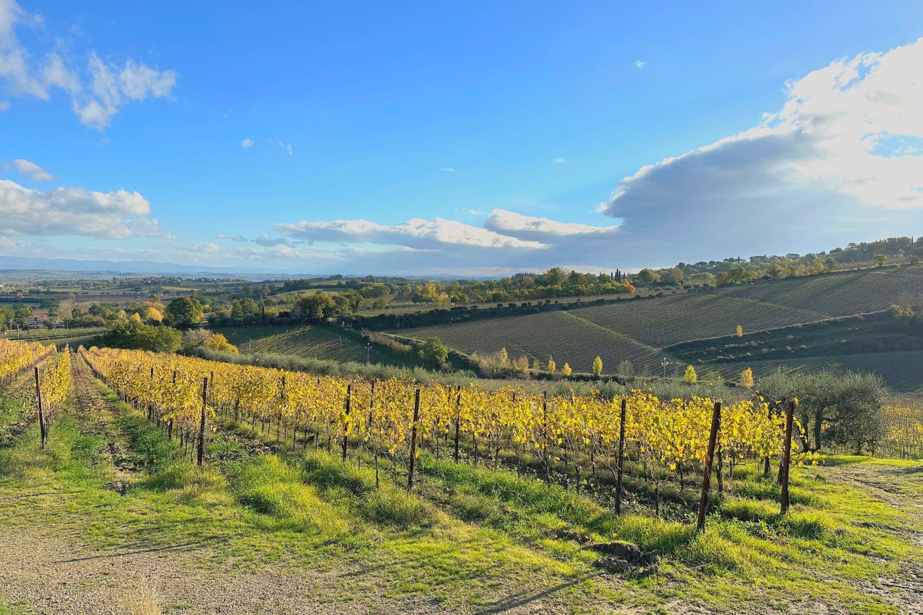 Vigneti nei dintorni di Montepulciano