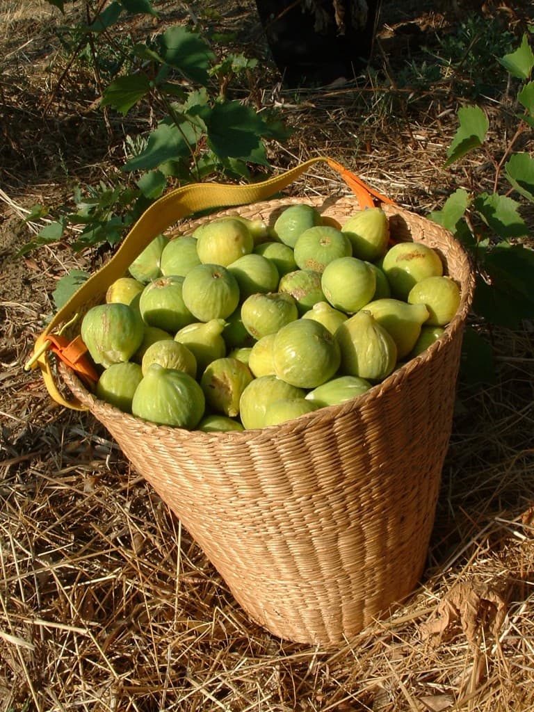 fichi-Carmignano-Foto-A-Pagliai-APT-768x1024_wp9_8969.jpg