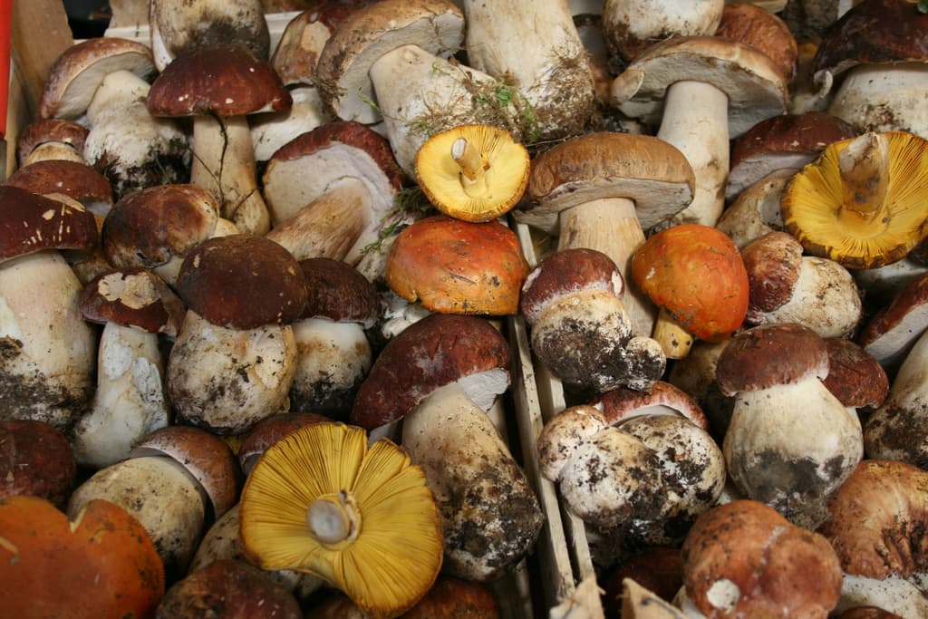 Bild von verschiedenen Arten frisch gepflückter Pilze