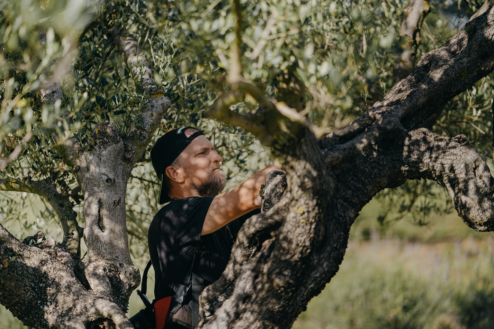 Un tour per scoprire come nasce un olio di qualità a Le Bolli sulle colline senesi