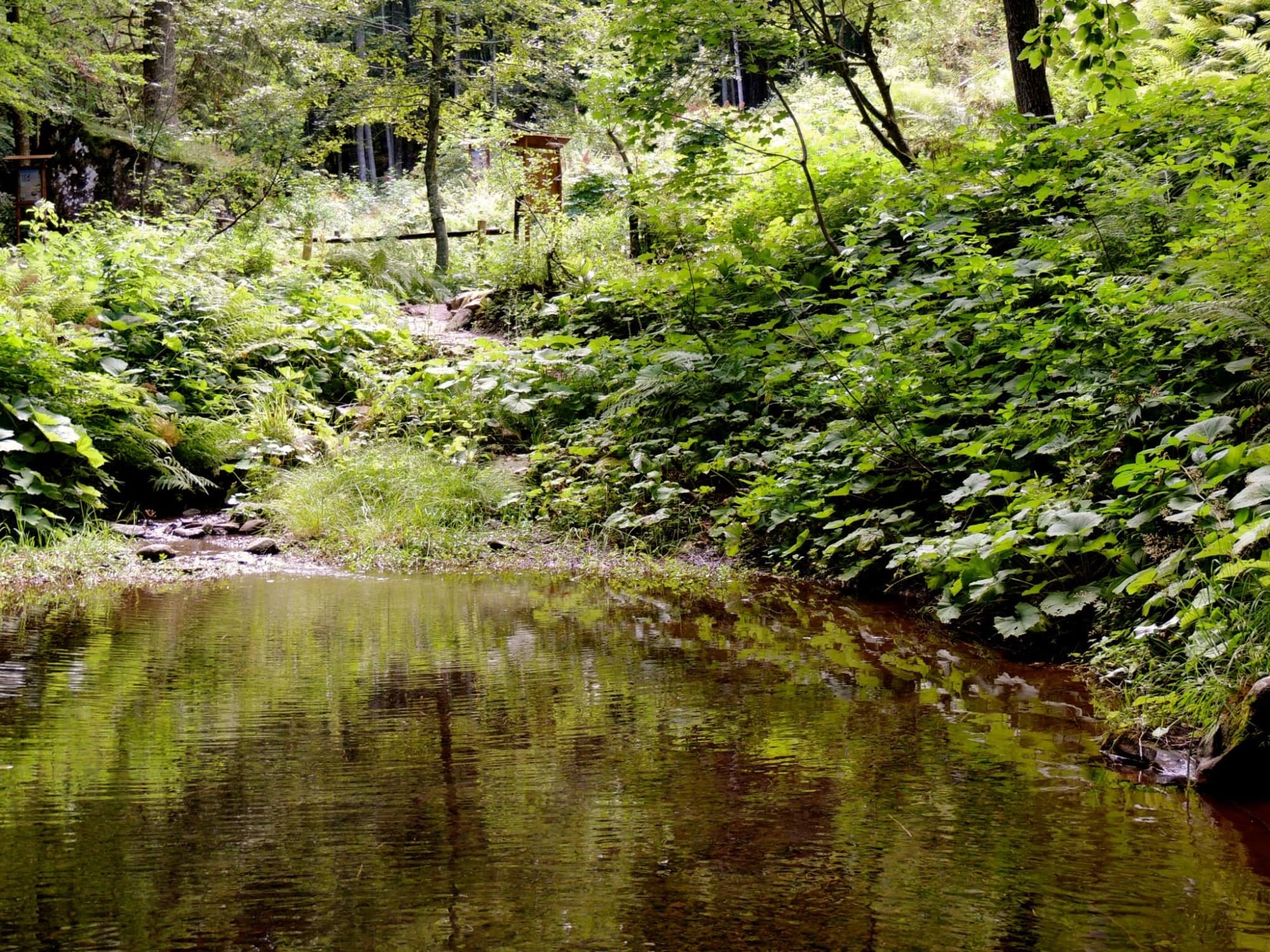 Montagna Pistoiese: l'orto botanico dell'Abetone