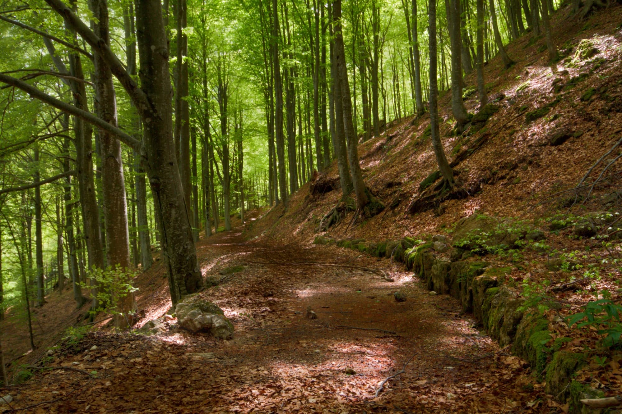 Bosque de hayas
