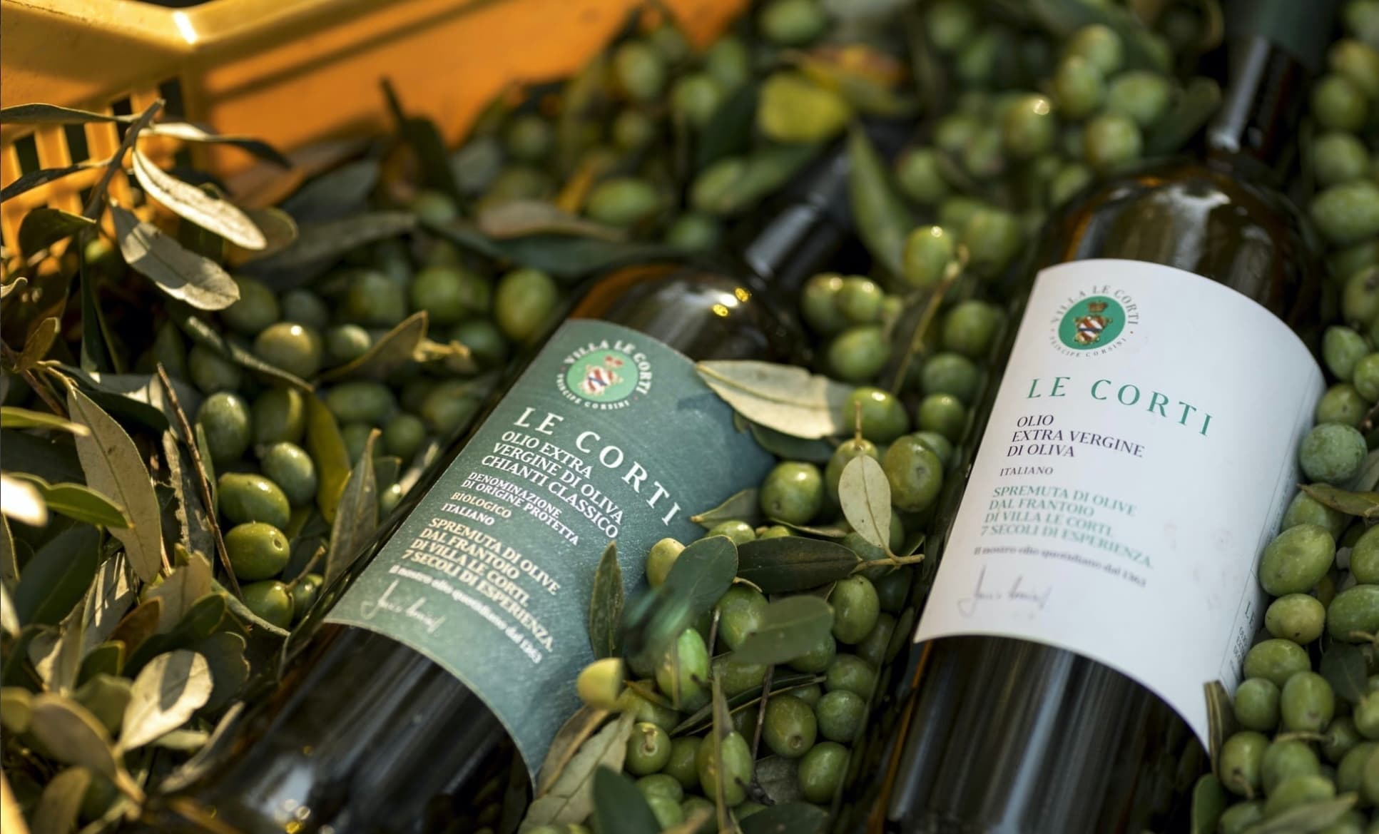 Adotta un ulivo in Toscana: esperienza esclusiva con l’olio d’oliva