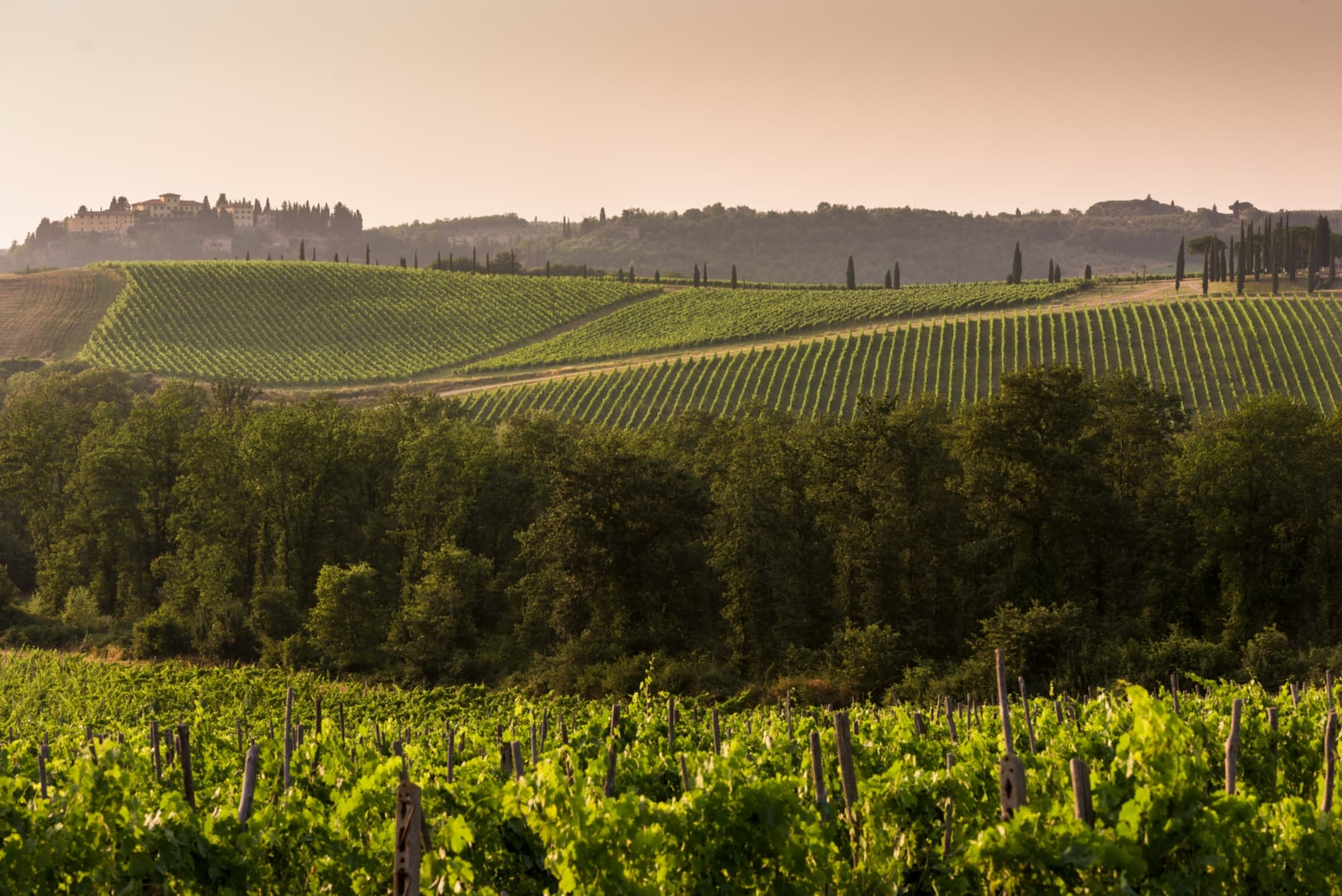 Blick auf die Chianti-Weinberge
