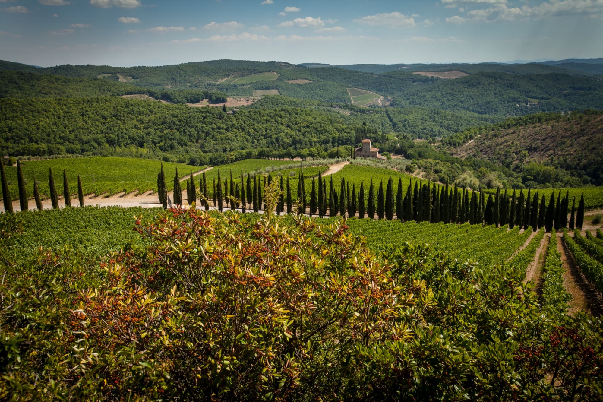 Panorami del Chianti con colline, vigneti, strade bianche e cipressi