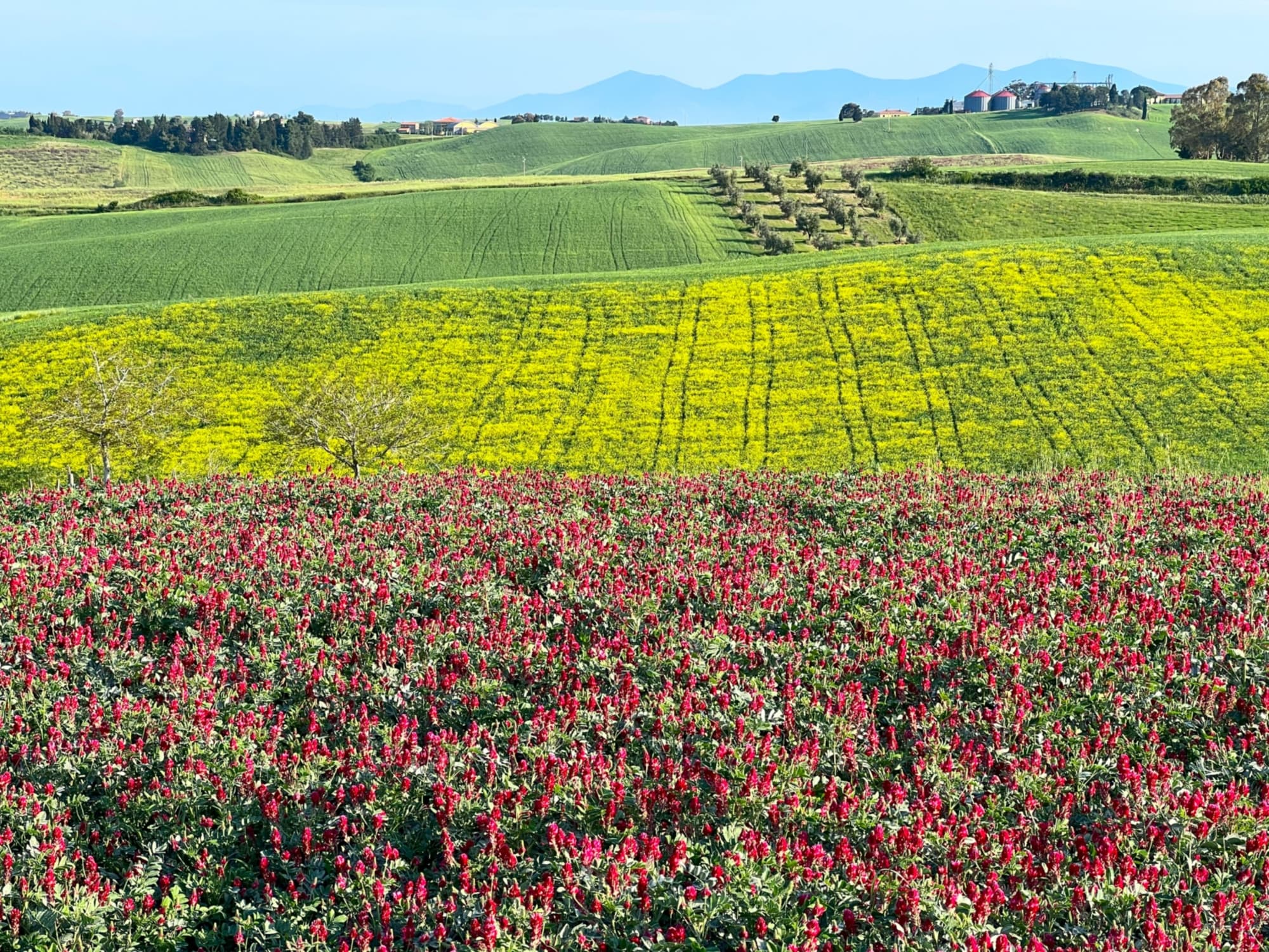 Field of sulla
