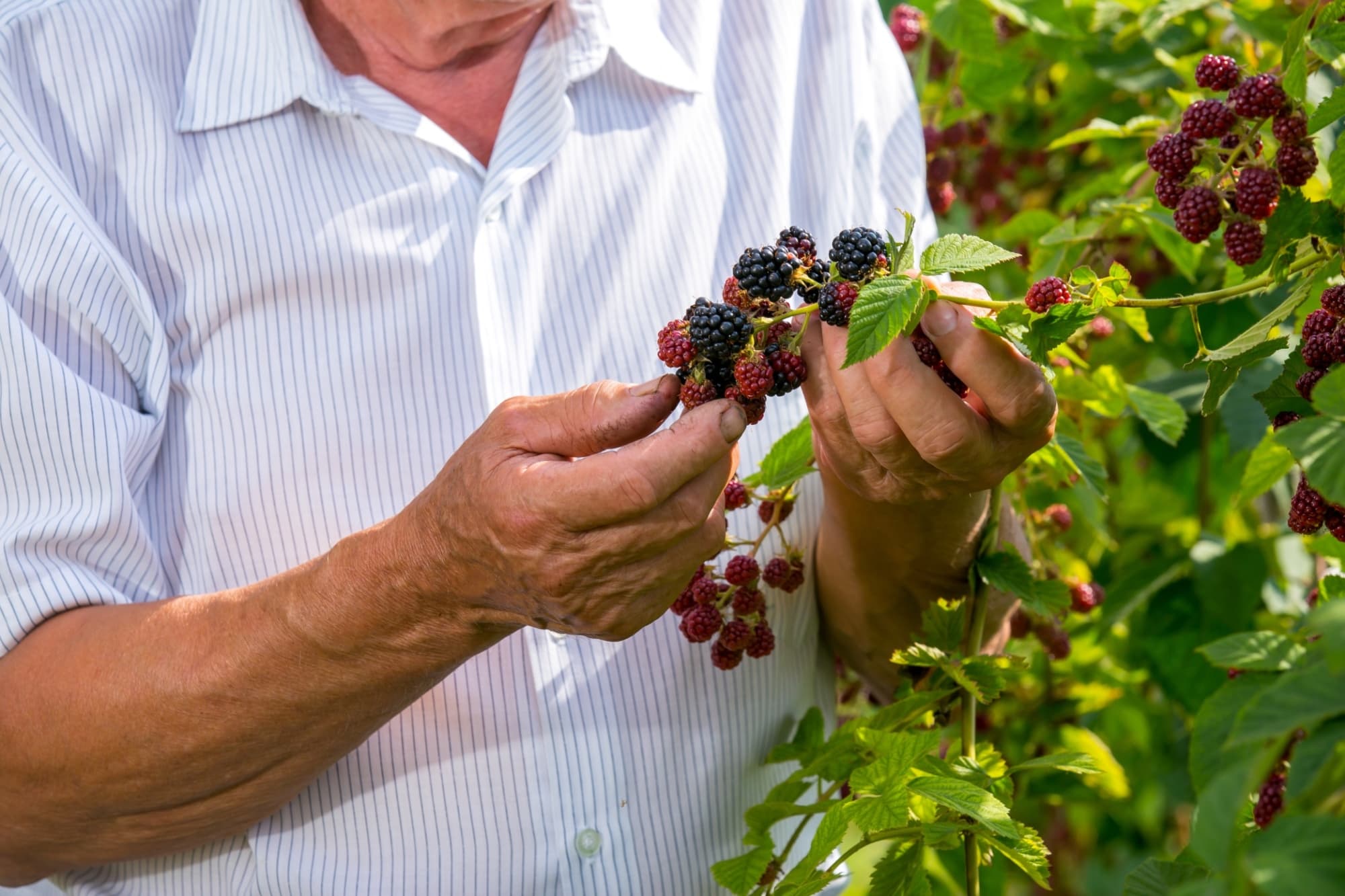 Esperienza di foraging: erbe selvatiche e tradizioni
